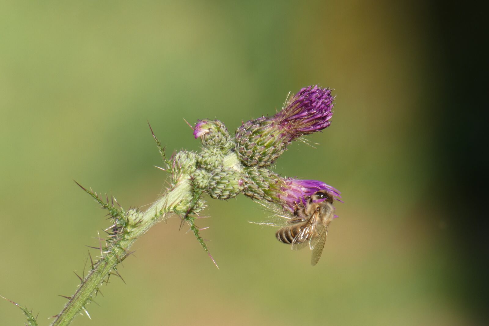 Panasonic DC-FZ83 sample photo. Thistle, bee, plant photography