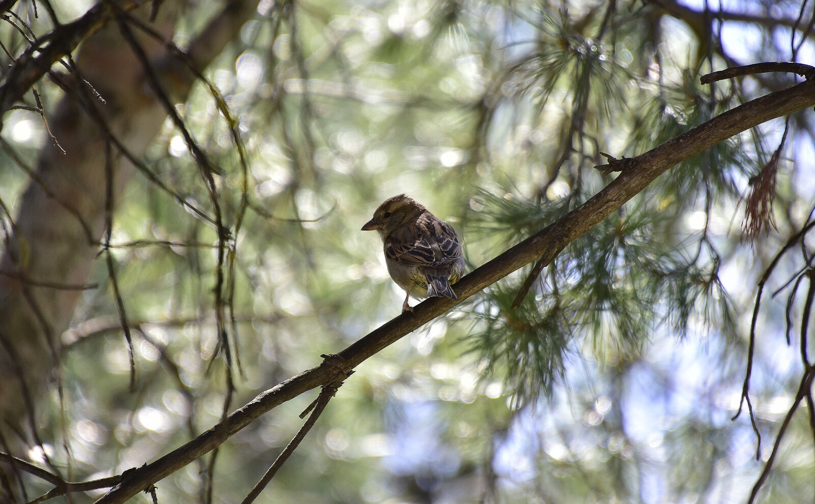 Nikon D7200 sample photo. Tree, birds, nature photography