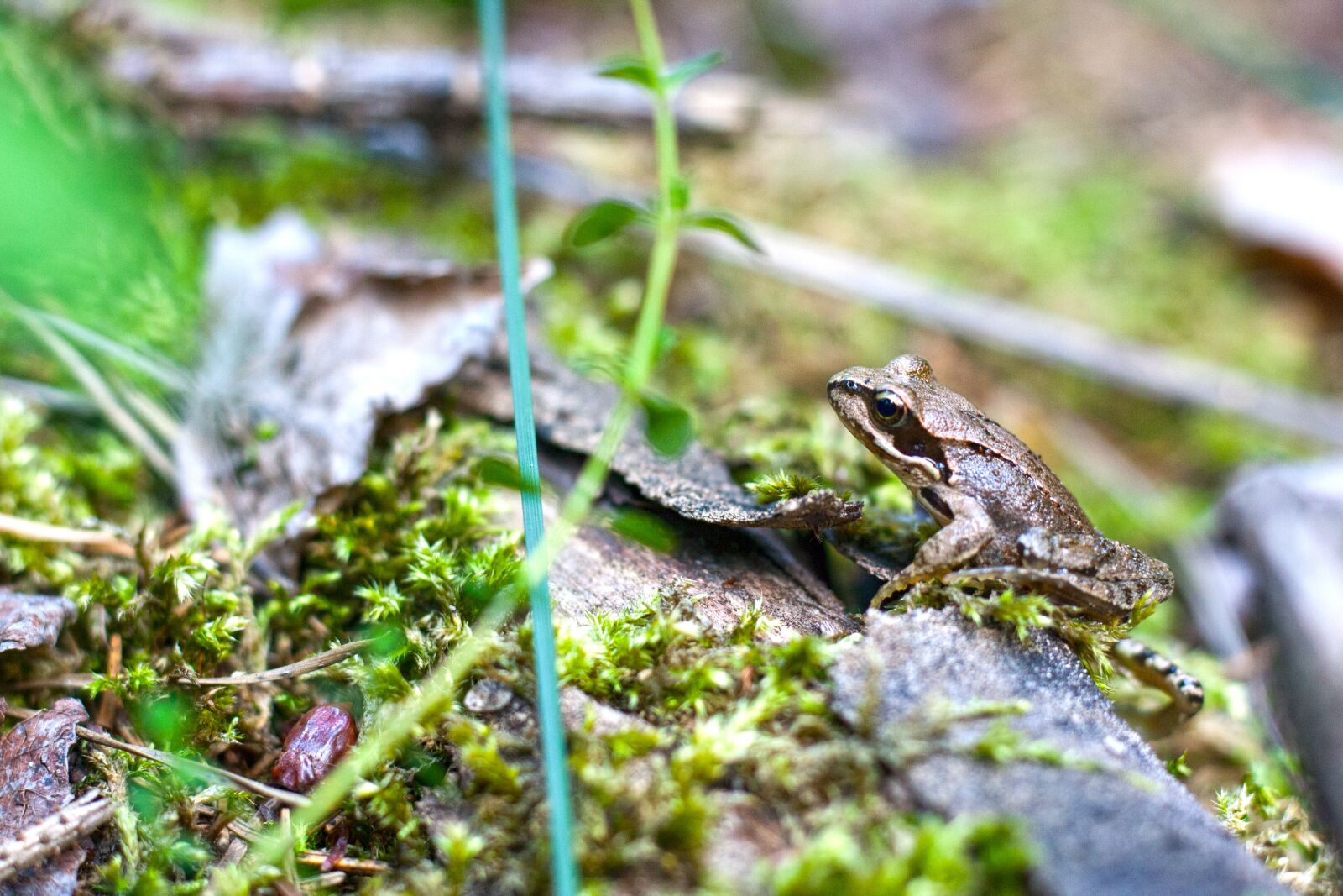 Canon EOS 1000D (EOS Digital Rebel XS / EOS Kiss F) + Canon EF 50mm F1.8 STM sample photo. Frog, forest, nature photography