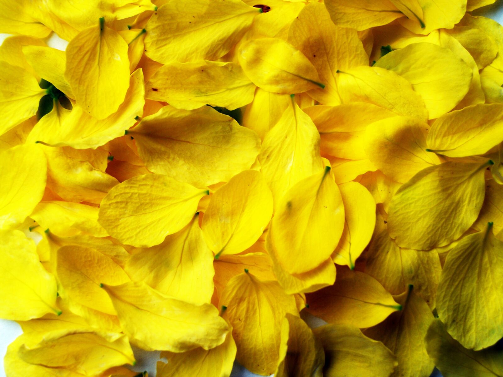 Olympus E-300 (EVOLT E-300) sample photo. Cassia, shower, golden photography