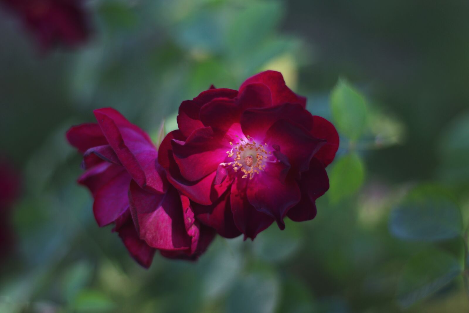 Canon EOS 700D (EOS Rebel T5i / EOS Kiss X7i) sample photo. Roses, rose, red photography