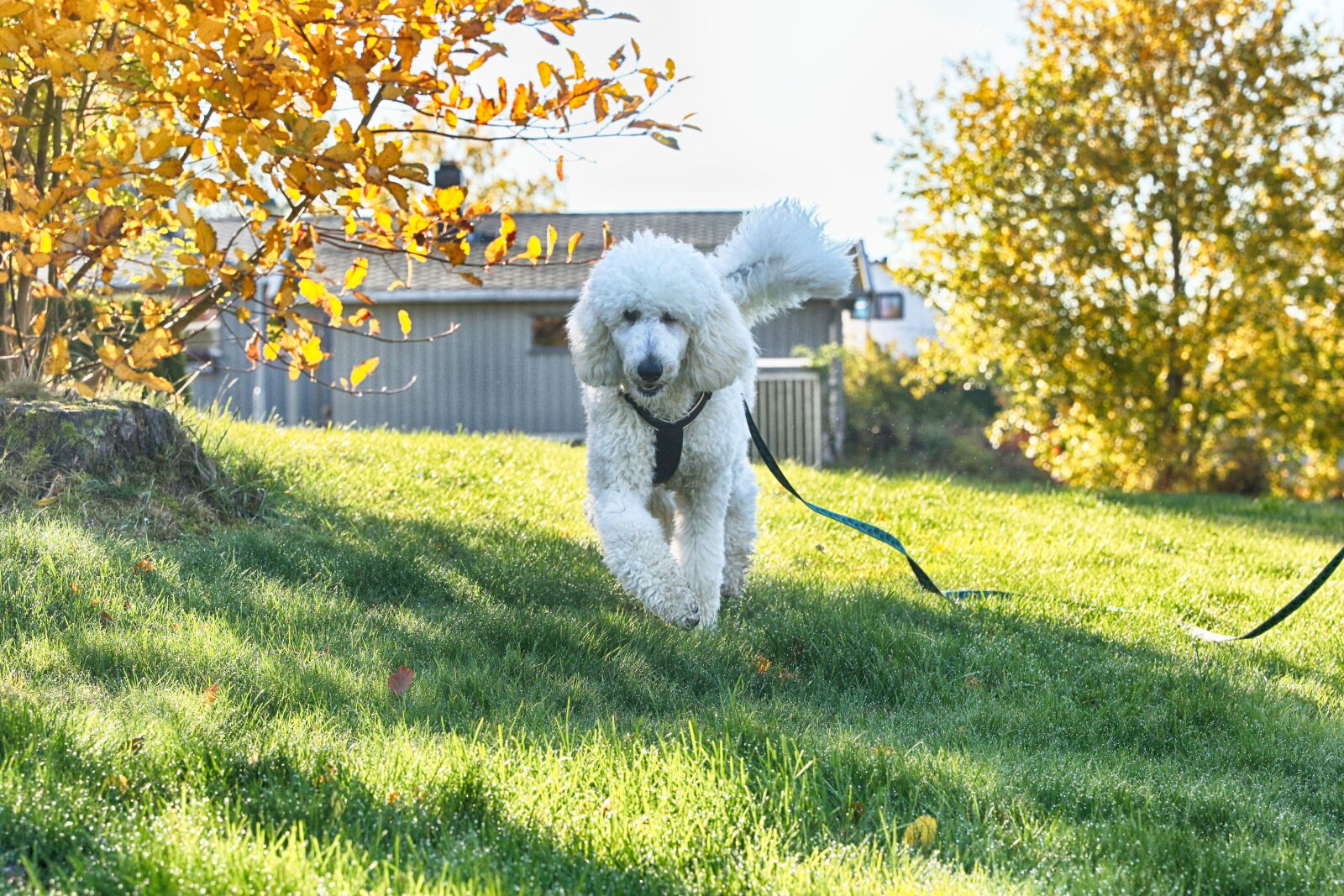 Canon EOS 7D Mark II sample photo. Puddle, dog, animal photography