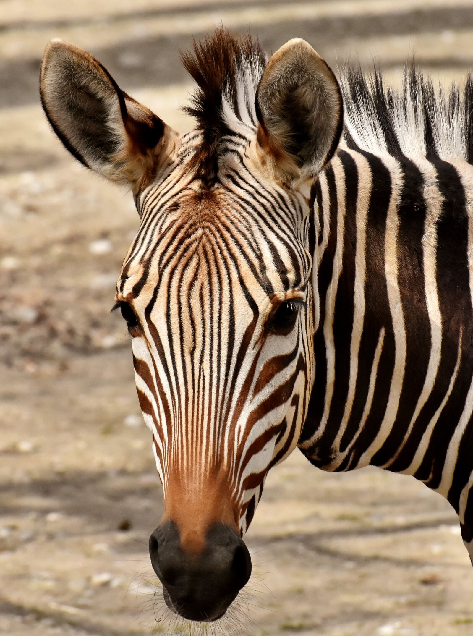 Nikon D7200 sample photo. Zebra, wild animal, zoo photography