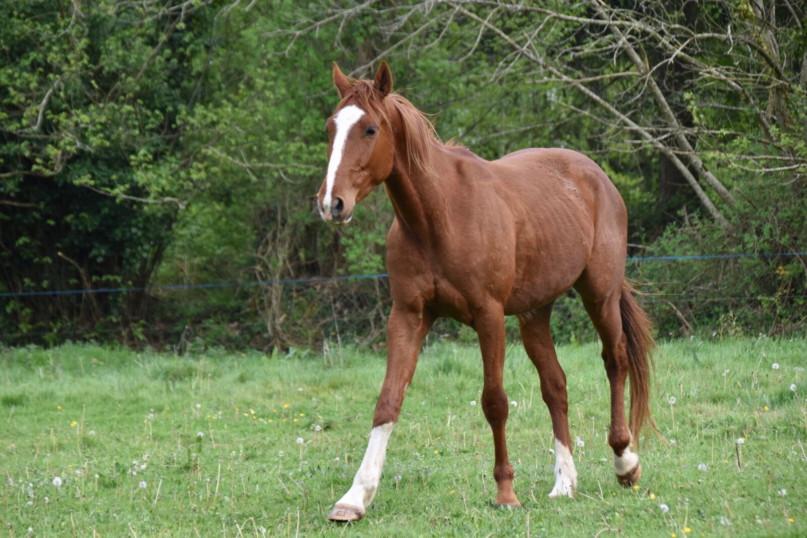 Nikon D5600 sample photo. Horse, young horse, horse photography