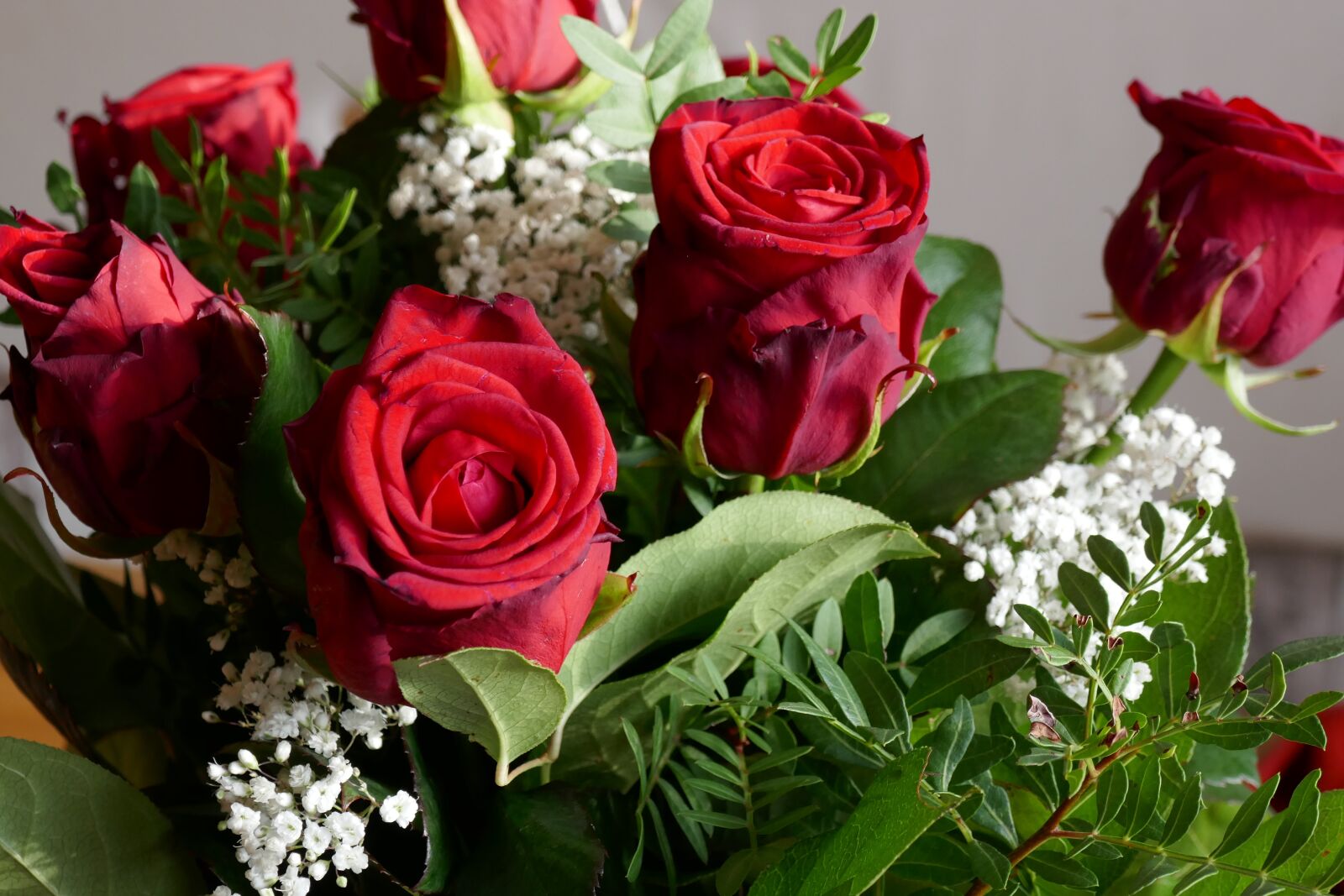 Panasonic DMC-TZ101 sample photo. Rose, red, red rose photography