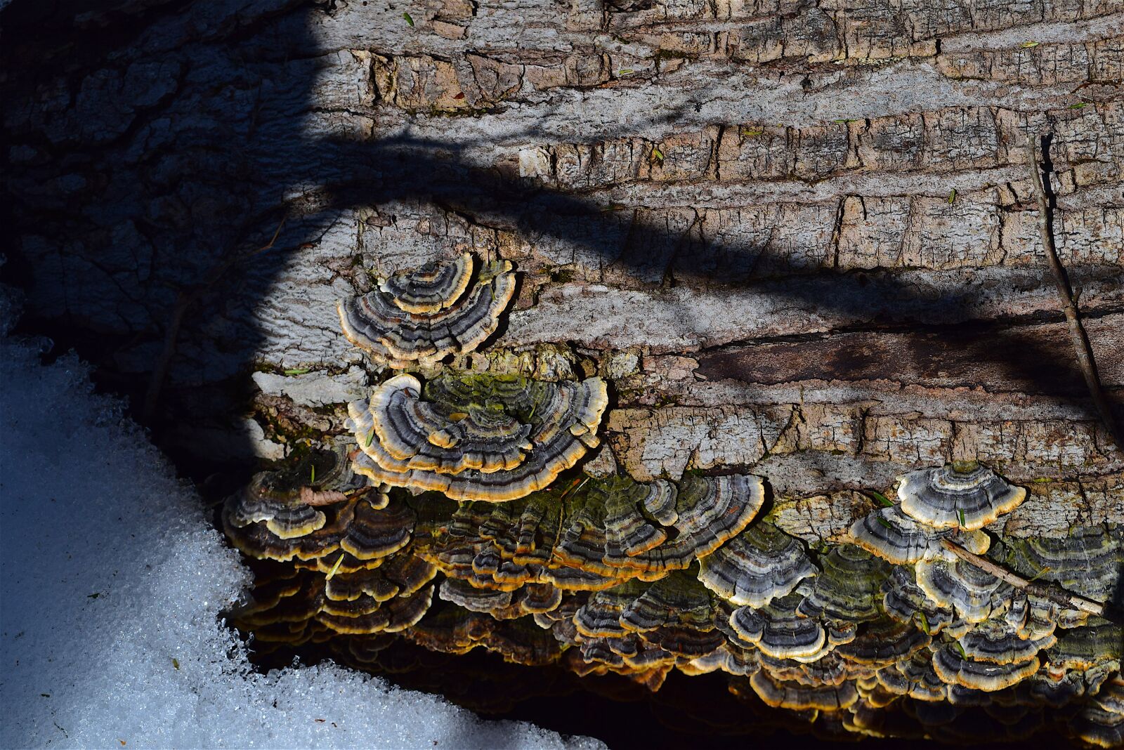 Nikon D3300 sample photo. Mushrooms, winter, snow photography