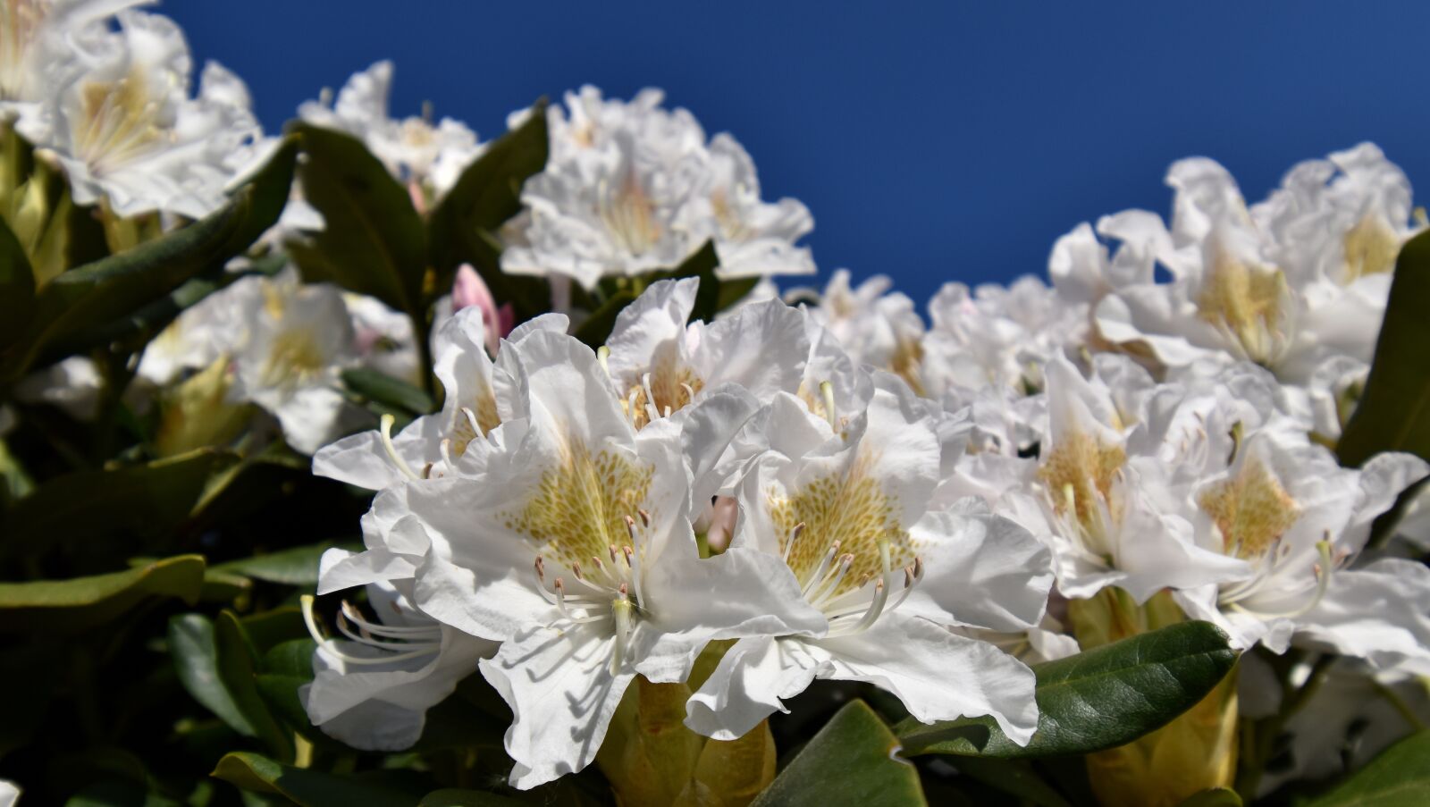 Nikon D5600 sample photo. Flowers, white, rhododenron photography