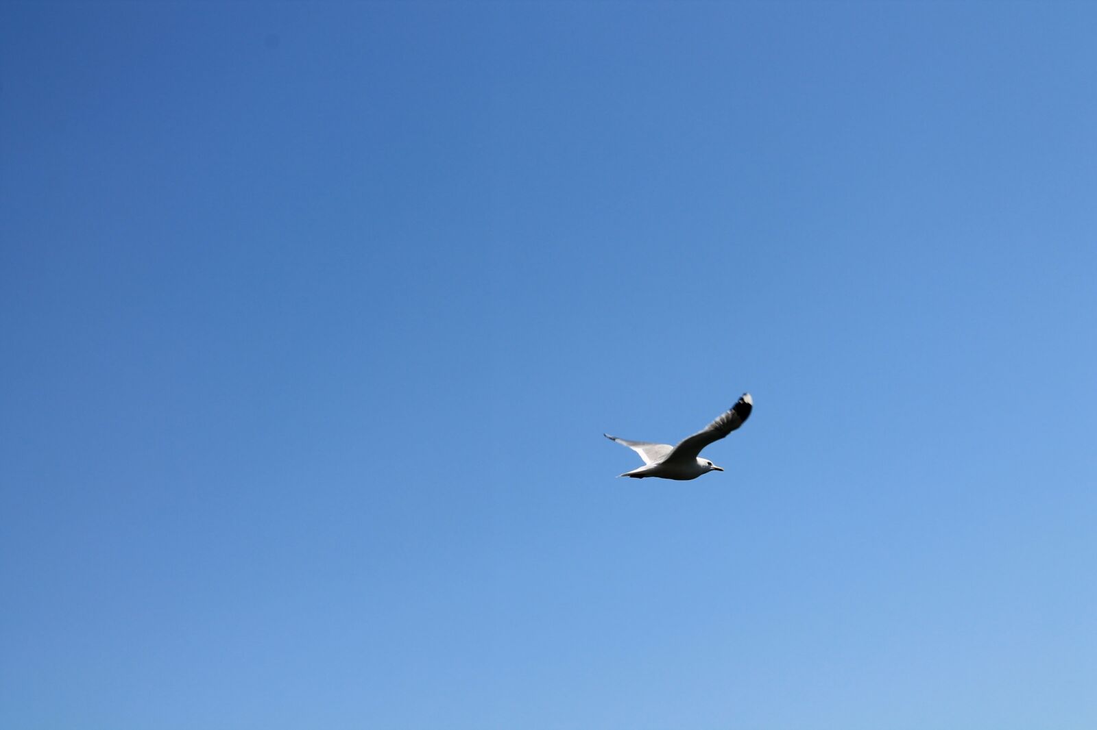 Canon EOS 1100D (EOS Rebel T3 / EOS Kiss X50) sample photo. Bird, the seagull, sky photography