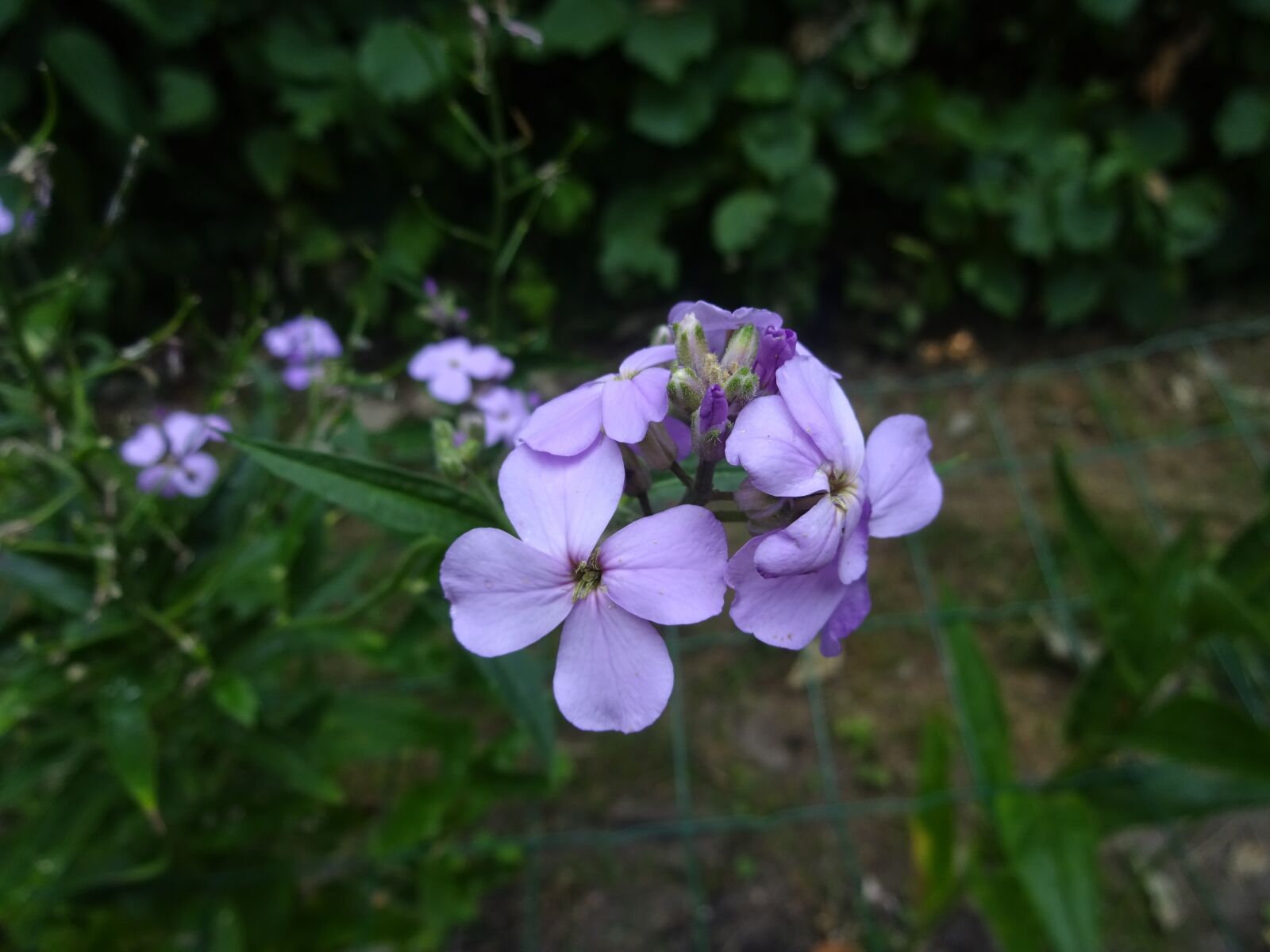 Sony Cyber-shot DSC-WX220 sample photo. Flower, flowers, purple photography