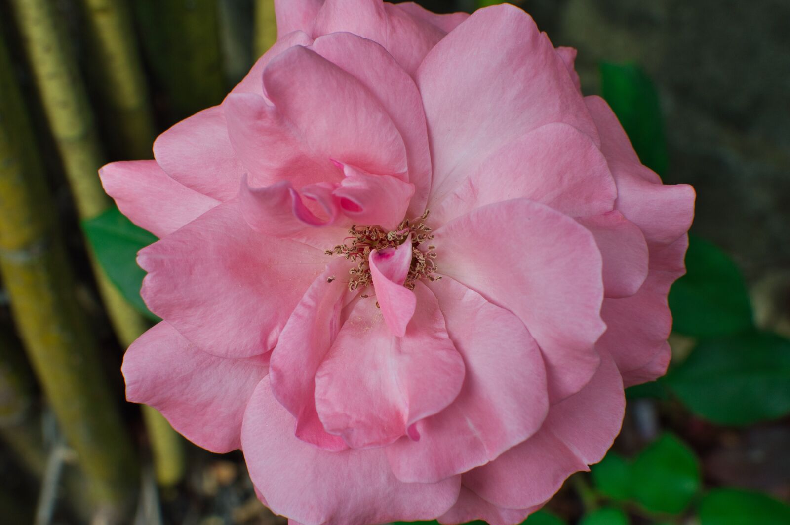 Nikon D3200 sample photo. Costa rica, garden, flower photography