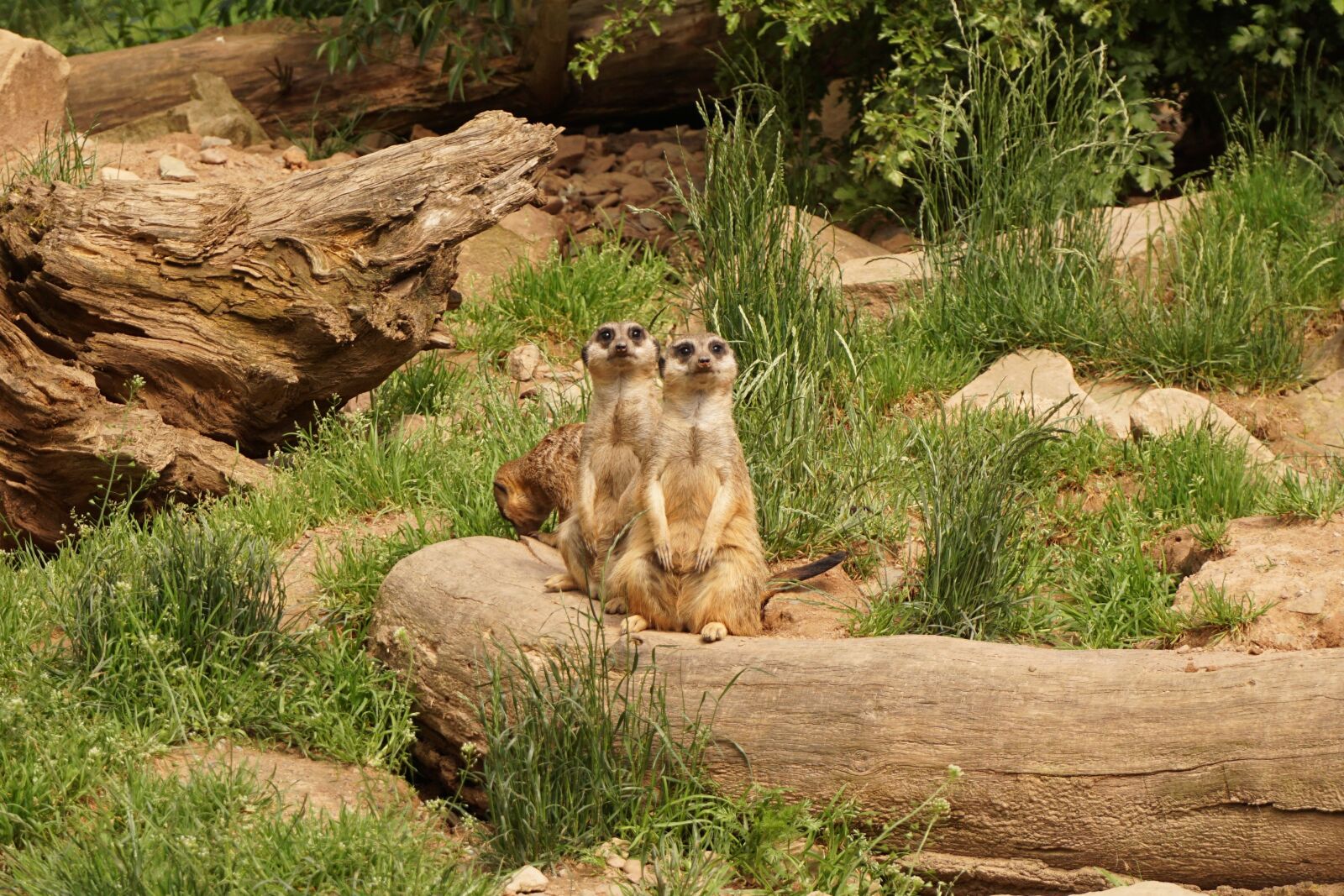 Sony a6000 sample photo. Meerkat, animals, zoo photography