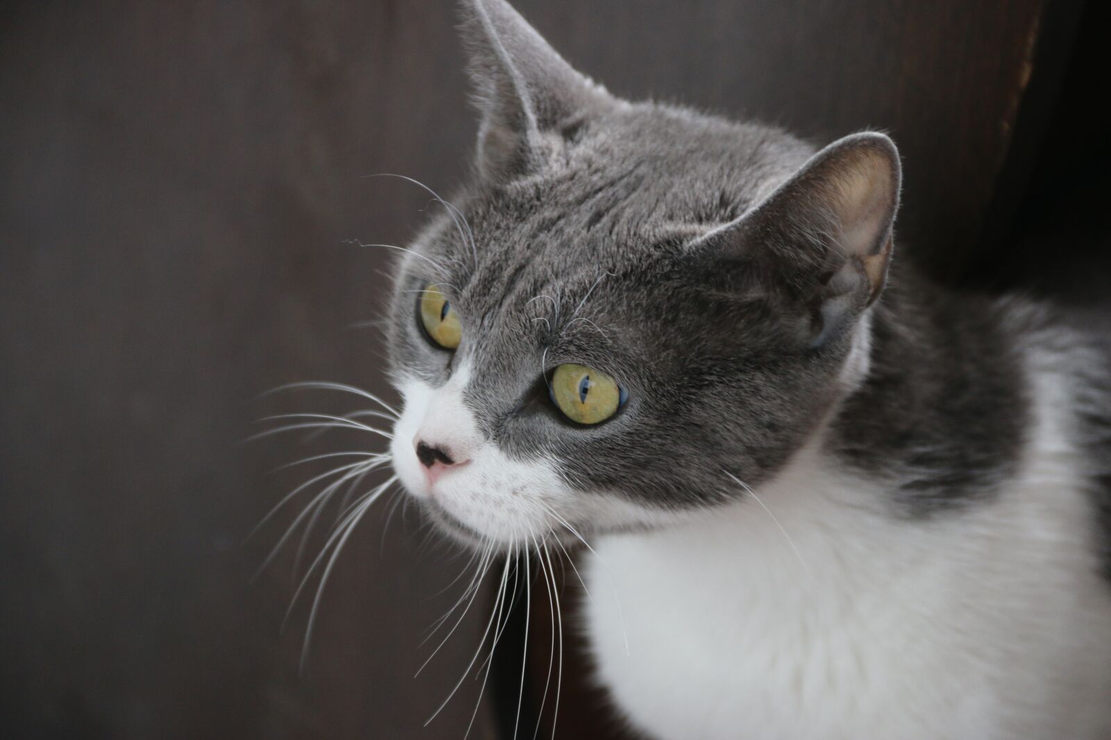 Canon EF-S 18-135mm F3.5-5.6 IS sample photo. Cat, animal, animal portrait photography