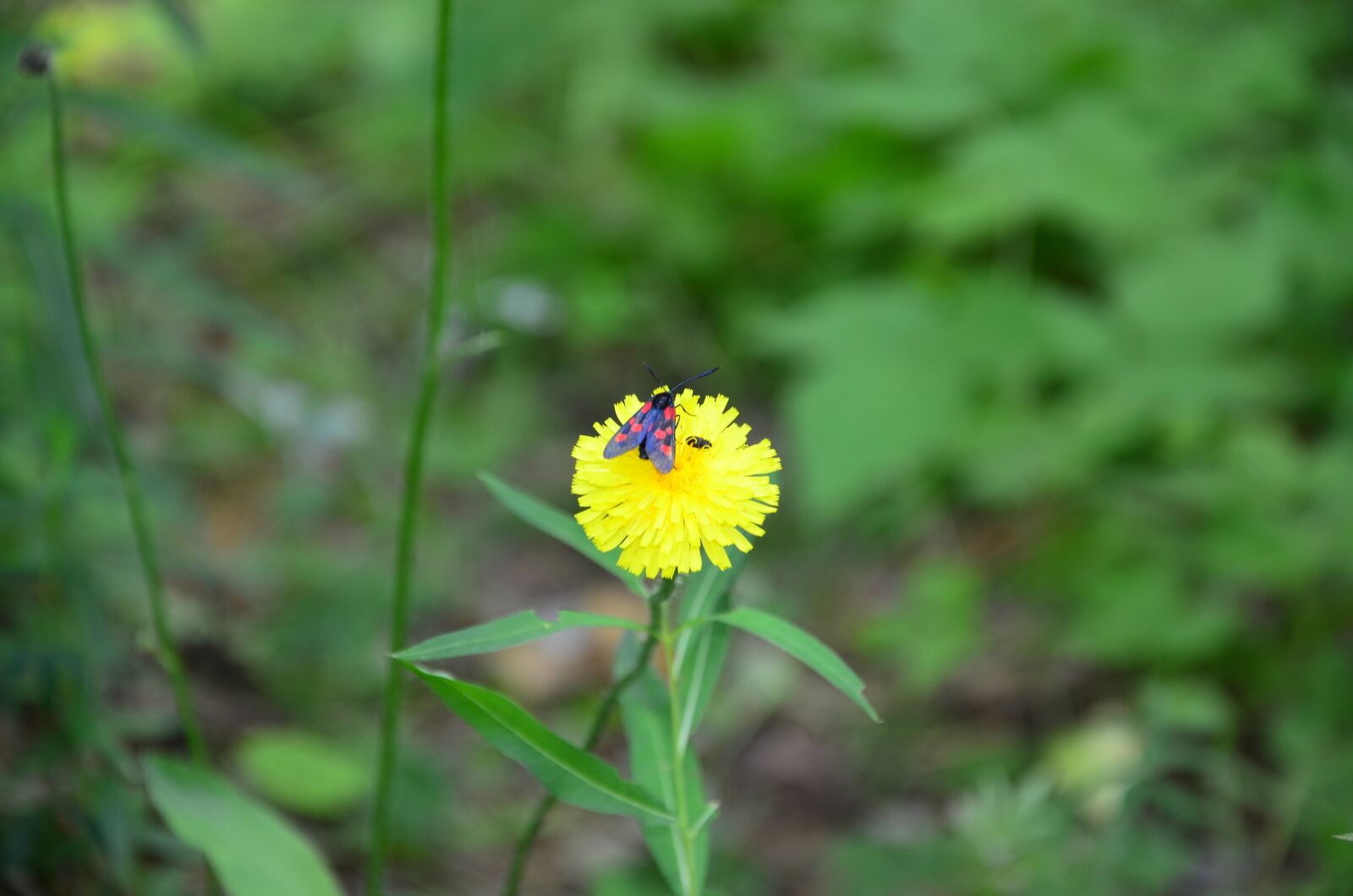 Nikon D5100 sample photo. Flower, dandelion, butterfly photography