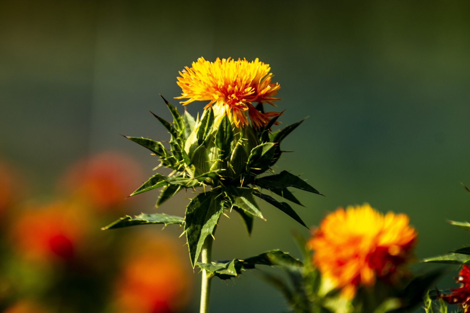 Canon EOS 70D + Canon EF 70-300mm F4-5.6L IS USM sample photo. Safflower, red, flower photography
