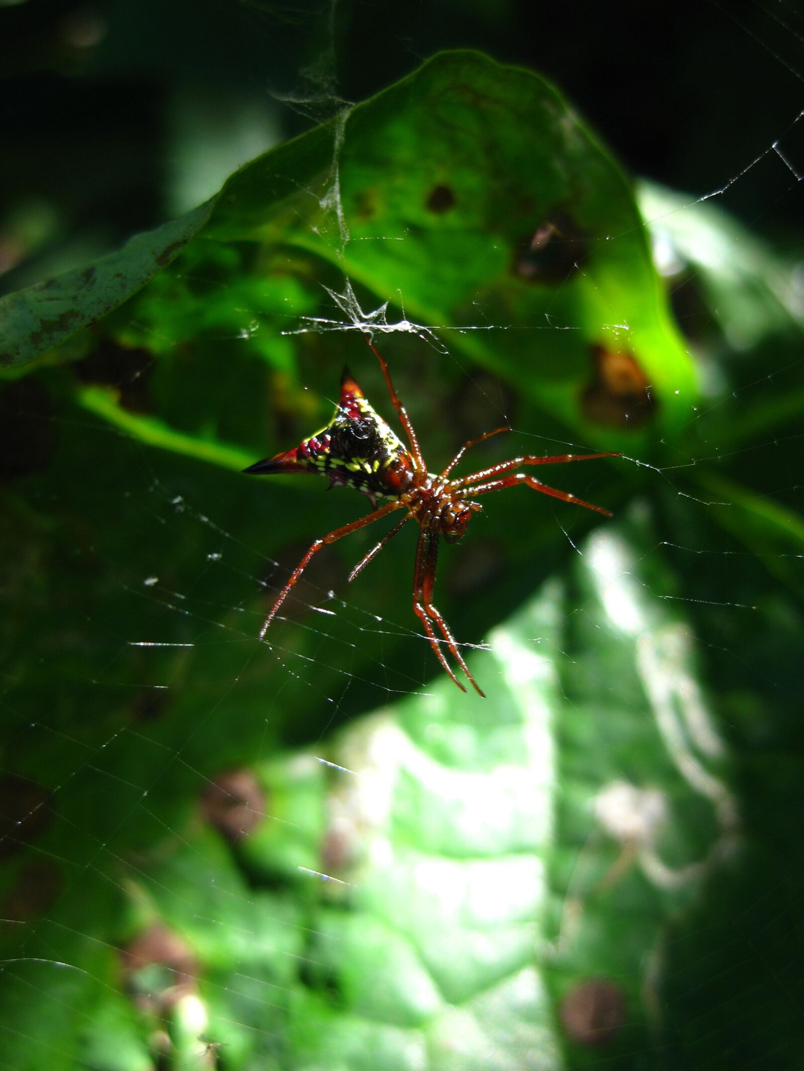 Canon PowerShot SD1100 IS (Digital IXUS 80 IS / IXY Digital 20 IS) sample photo. Spider, horror, scary photography