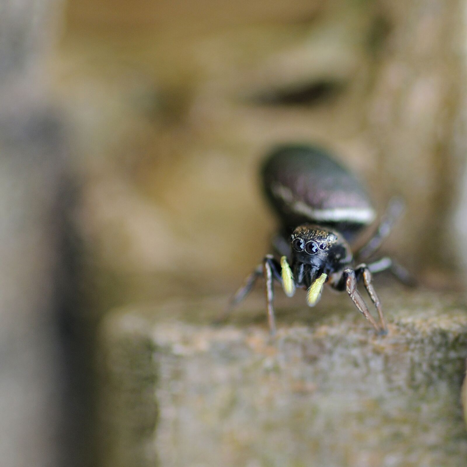 Nikon D300 sample photo. Insect, spider, macro photography