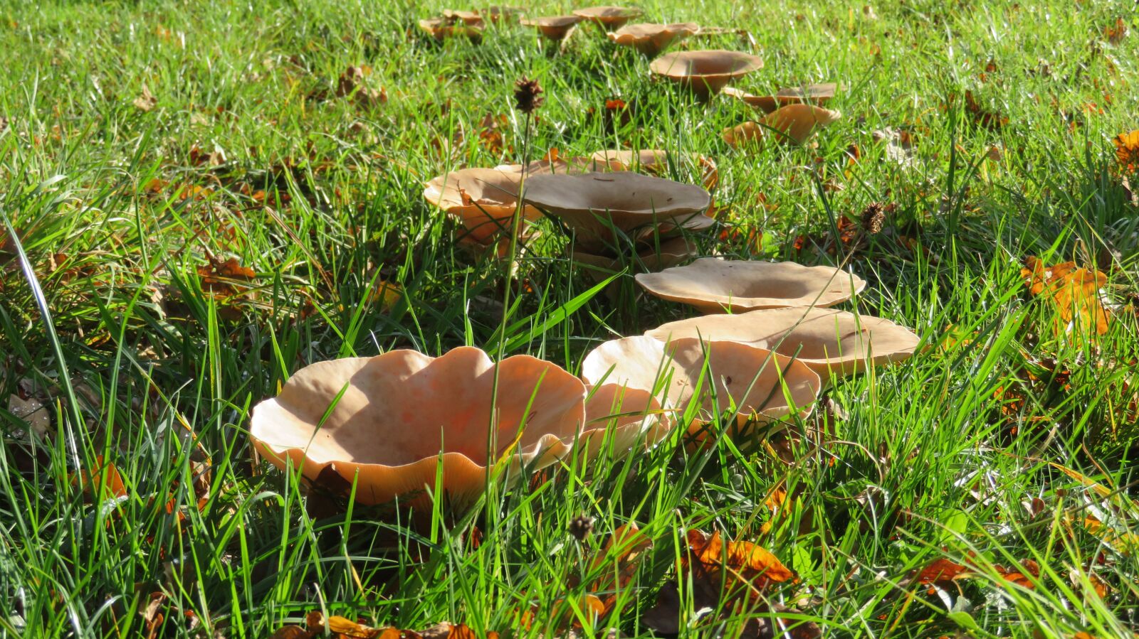 Canon PowerShot SX720 HS sample photo. Hexenring, mushroom ring, feenring photography
