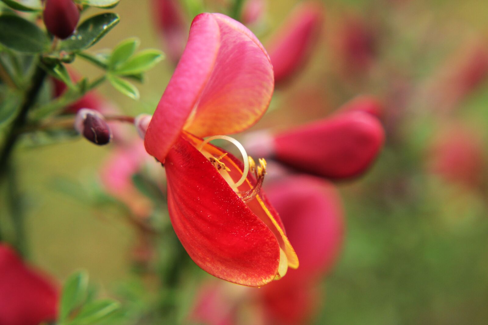 Canon EOS 2000D (EOS Rebel T7 / EOS Kiss X90 / EOS 1500D) sample photo. Red, cytisus scoparius, scotch photography