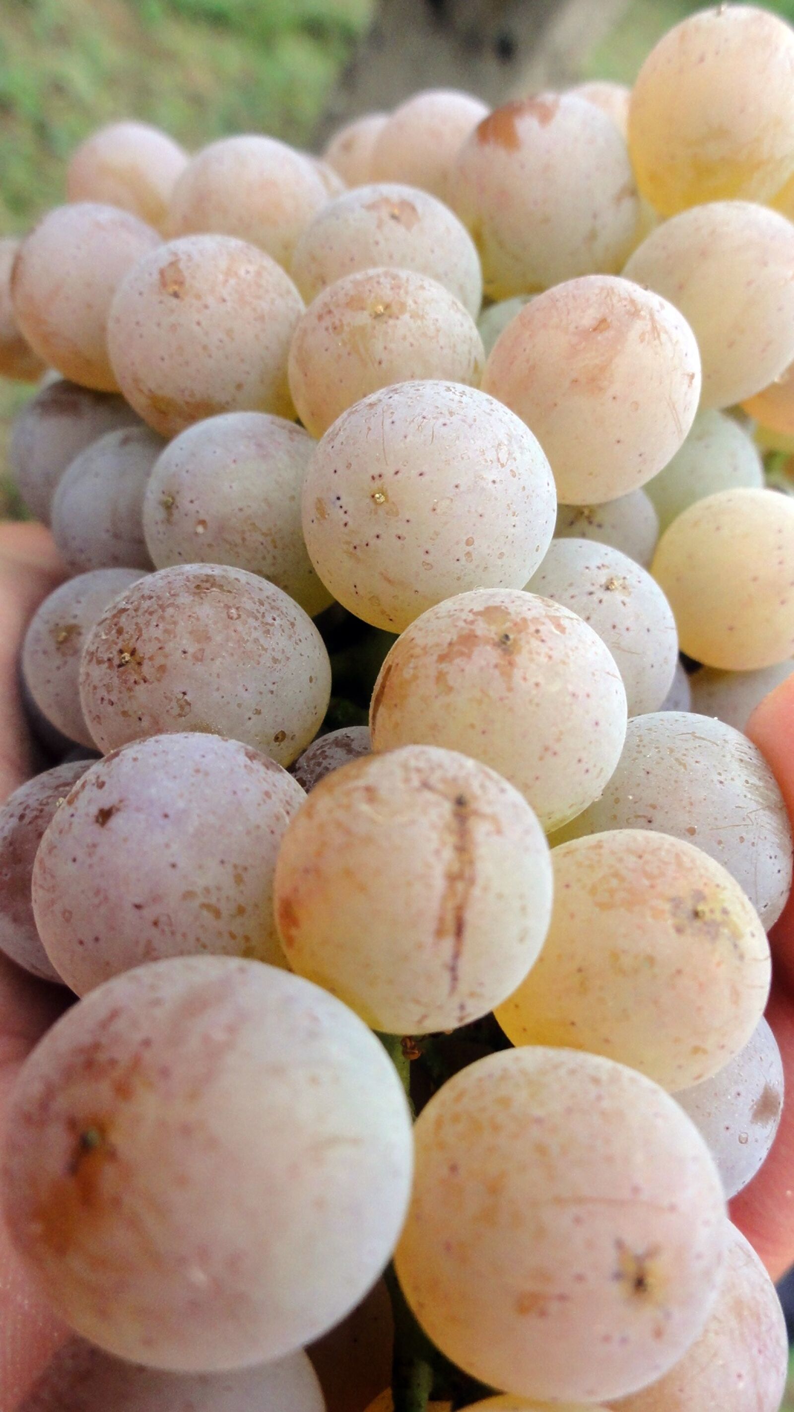 Sony DSC-HX5V sample photo. Grapes, white, wine photography