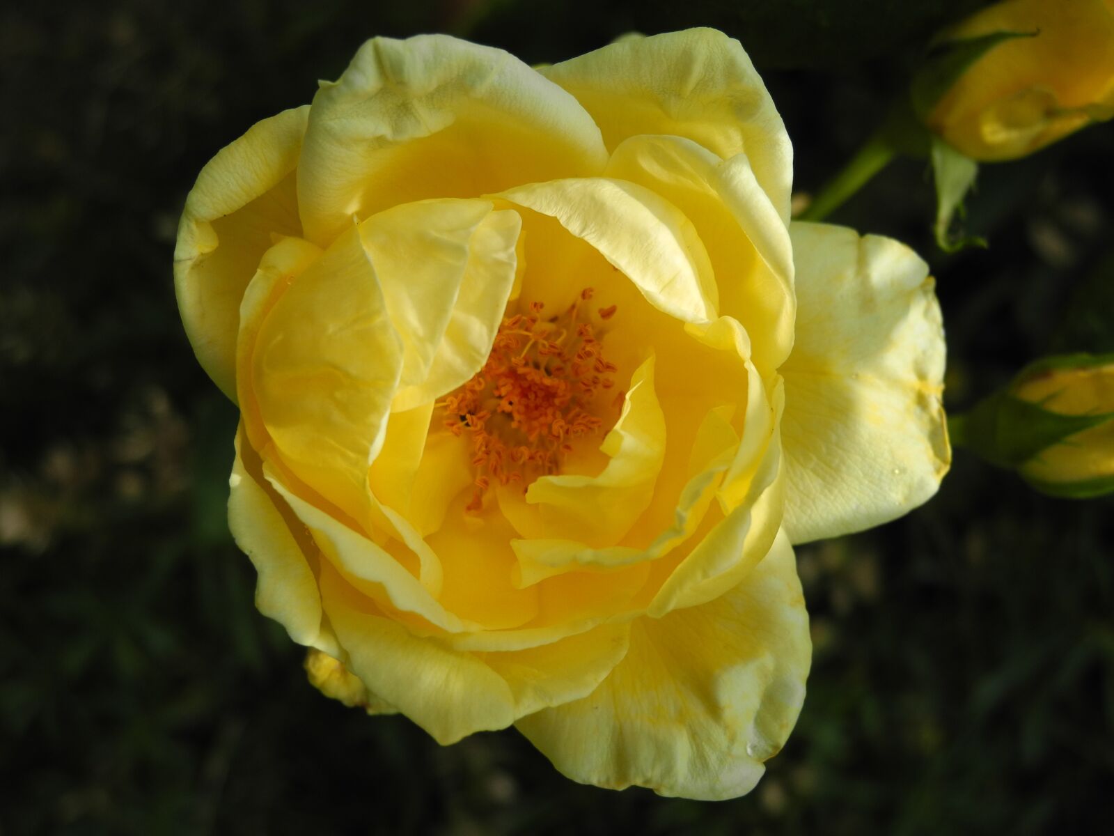 Nikon Coolpix P7000 sample photo. Yellow rose, petals, pistils photography