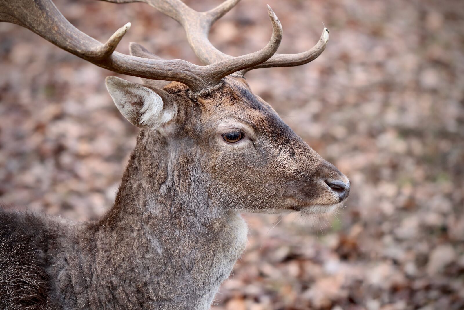 Canon EOS 800D (EOS Rebel T7i / EOS Kiss X9i) sample photo. Fallow deer, hirsch, antler photography