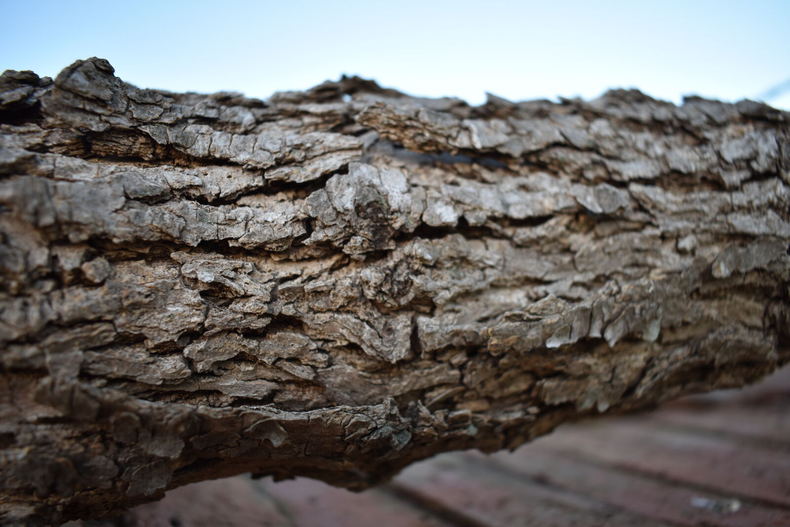 Nikon AF-P DX Nikkor 18-55mm F3.5-5.6G sample photo. Tree, trunk, tree, trunks photography