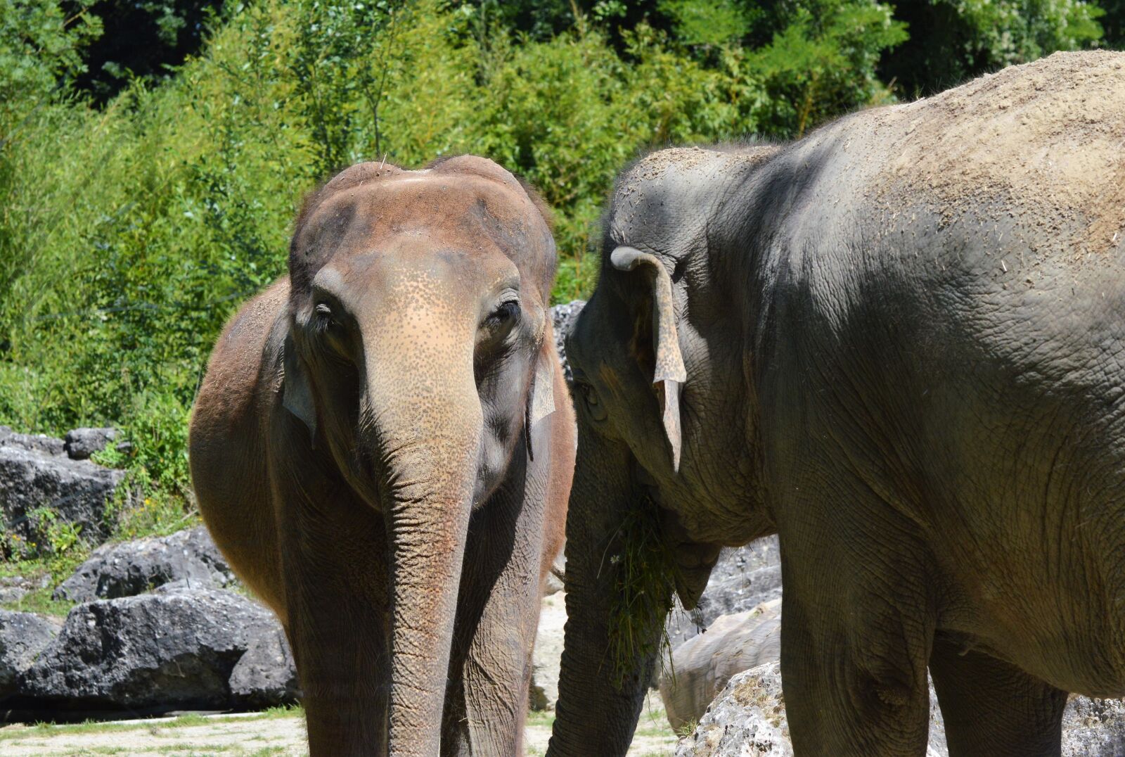Nikon D3200 sample photo. Elephant, pachyderm, african bush photography