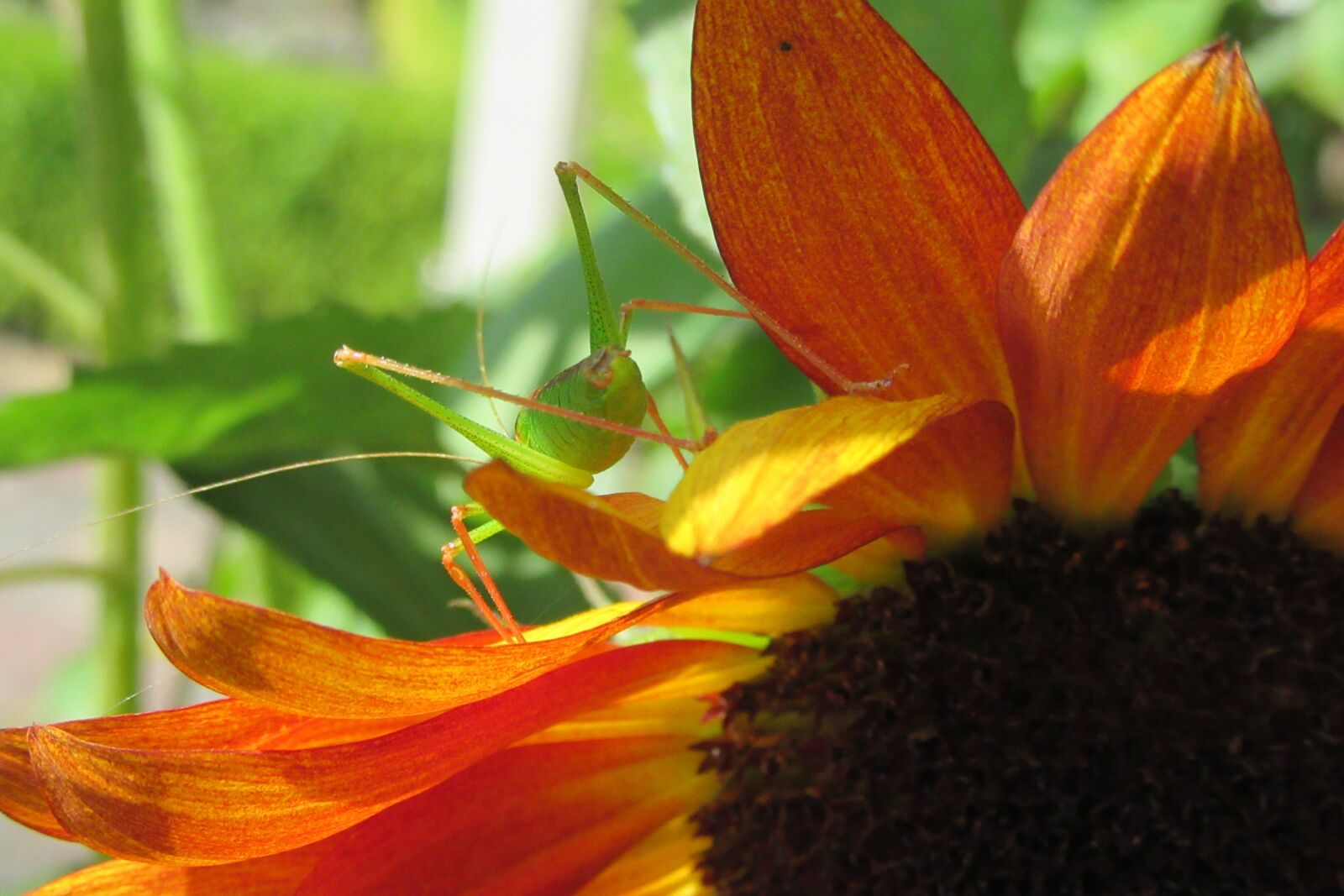 Canon PowerShot SX610 HS sample photo. Sunflower, cricket, summer photography