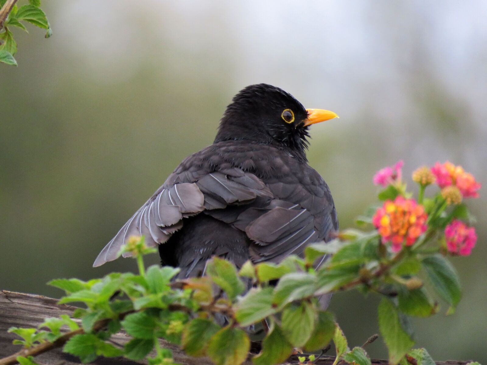 Canon PowerShot SX60 HS sample photo. Bird, nature, common blackbird photography
