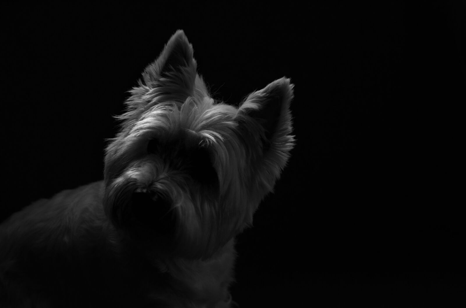 Nikon D7000 sample photo. Dog, pet, canine photography
