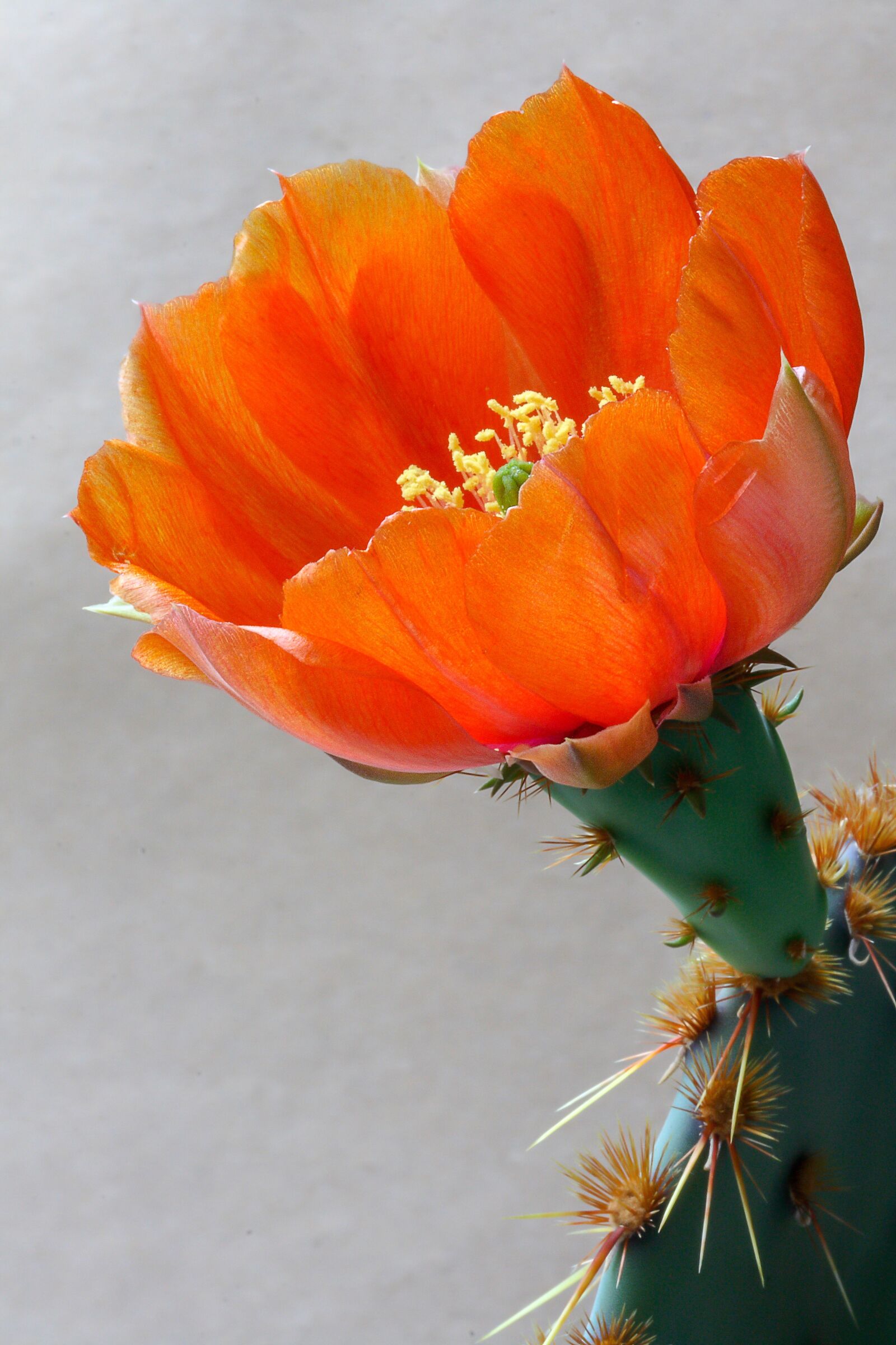 Canon EOS 400D (EOS Digital Rebel XTi / EOS Kiss Digital X) sample photo. Cactus, opuntia, flower photography