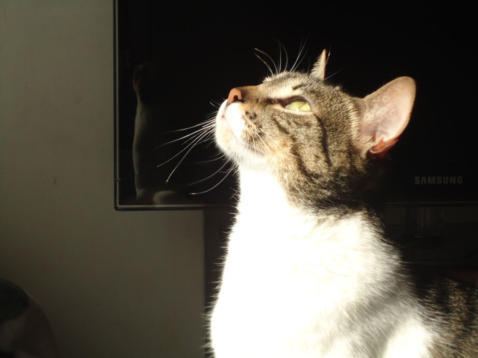 Sony Cyber-shot DSC-W320 sample photo