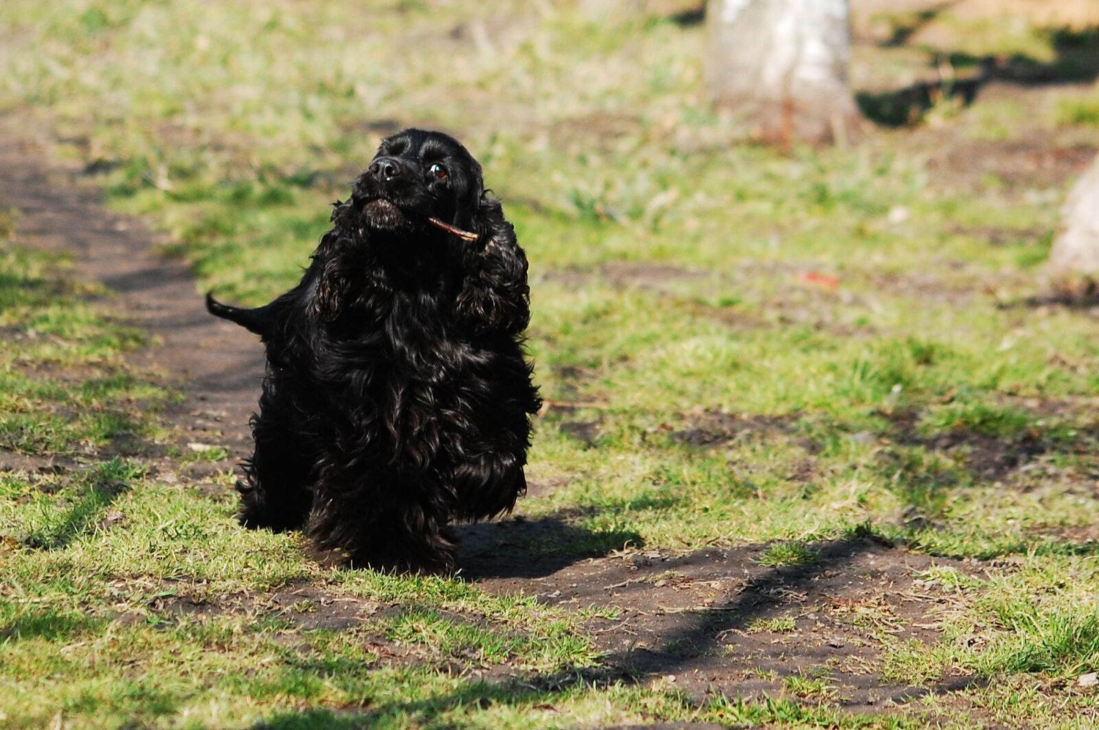 Nikon D40 sample photo. Cocker spaniel english, cocker photography