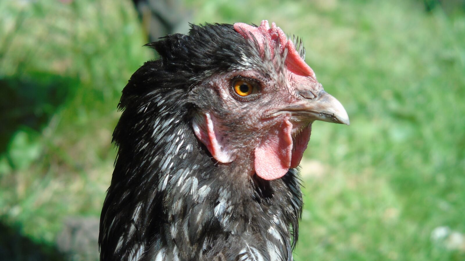 Sony Cyber-shot DSC-H400 sample photo. Chicken, animal, poultry photography