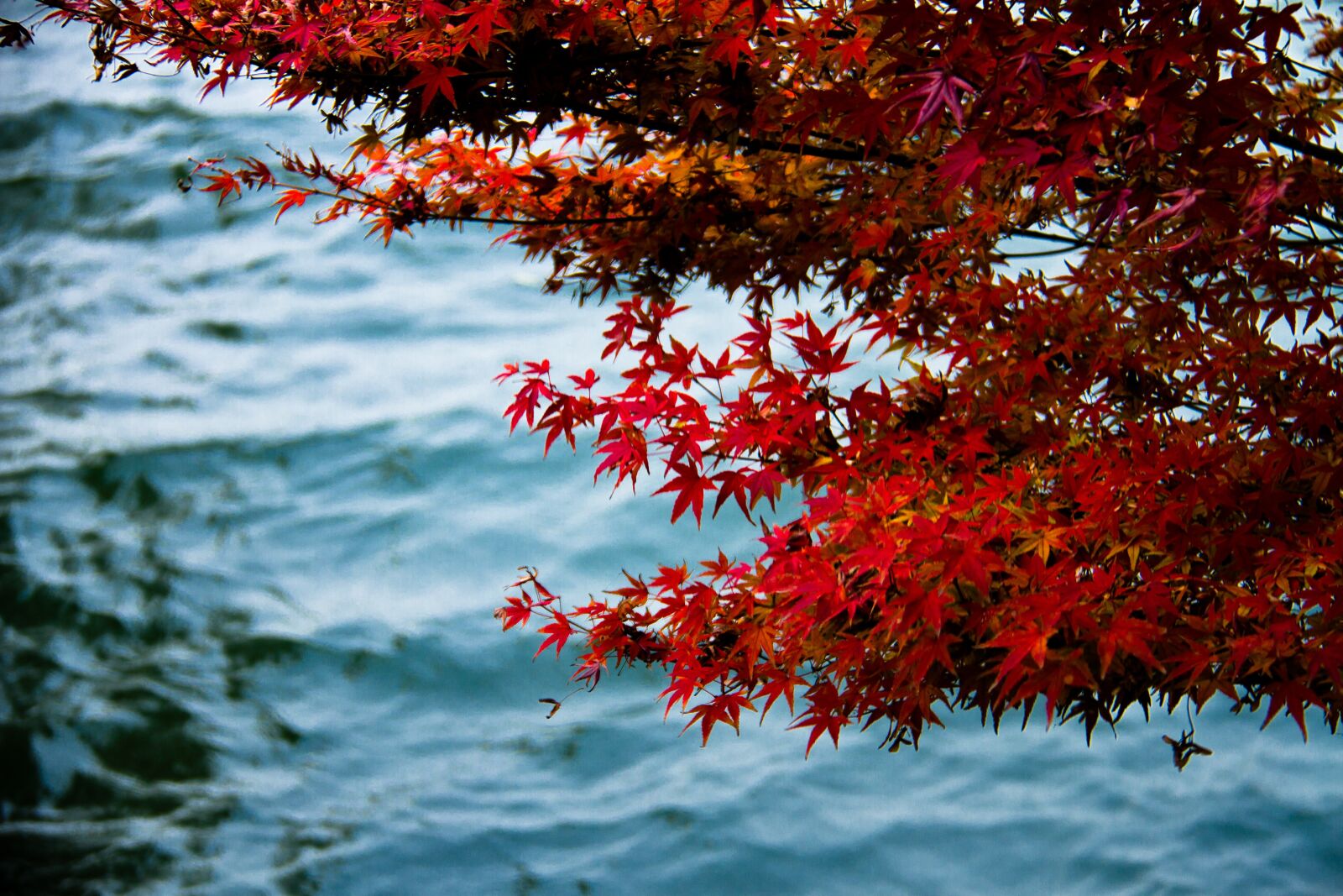 Canon EF-S 18-200mm F3.5-5.6 IS sample photo. Autumn, red leaves, west photography