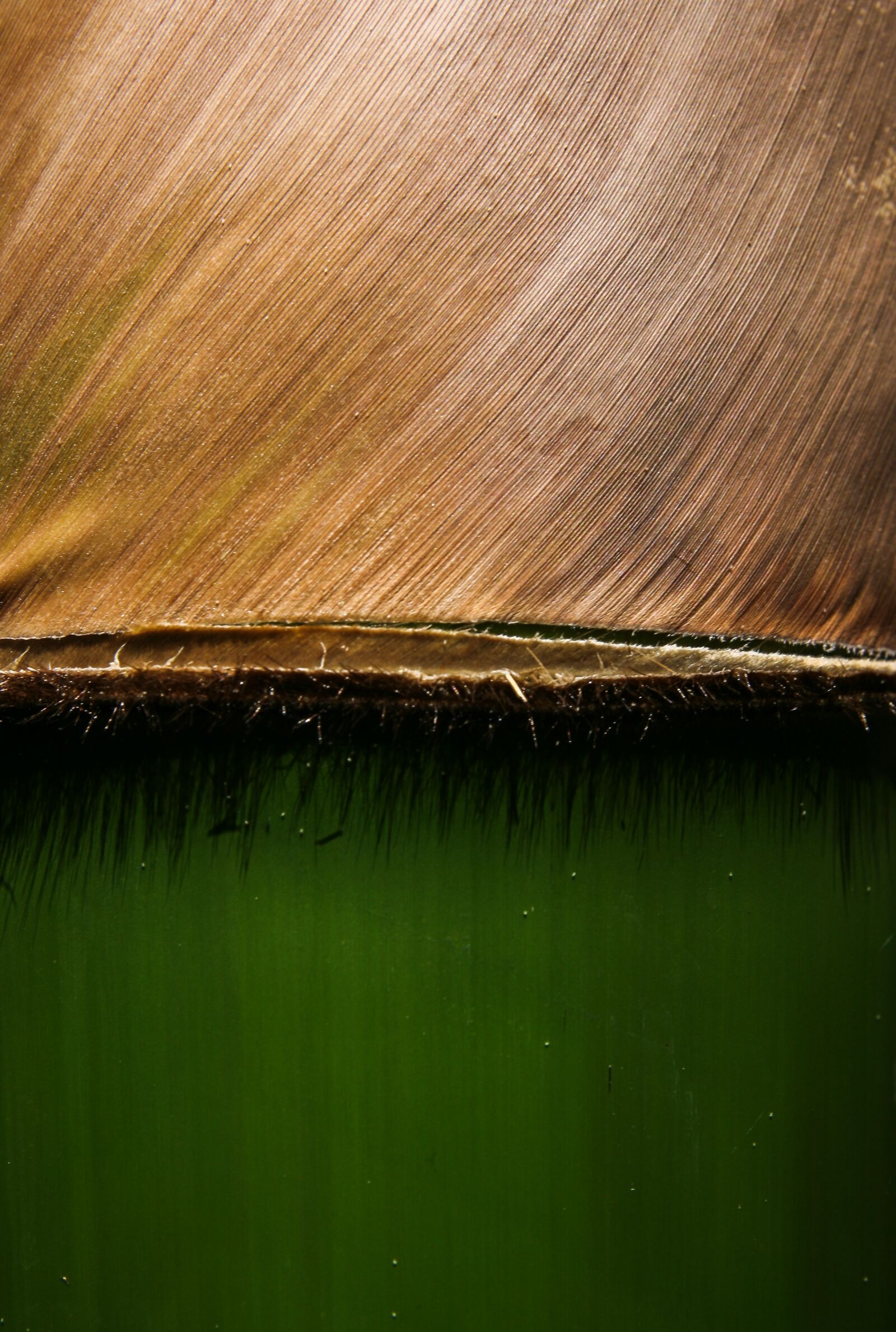 Canon EOS 400D (EOS Digital Rebel XTi / EOS Kiss Digital X) sample photo. Green, bamboo, nature photography