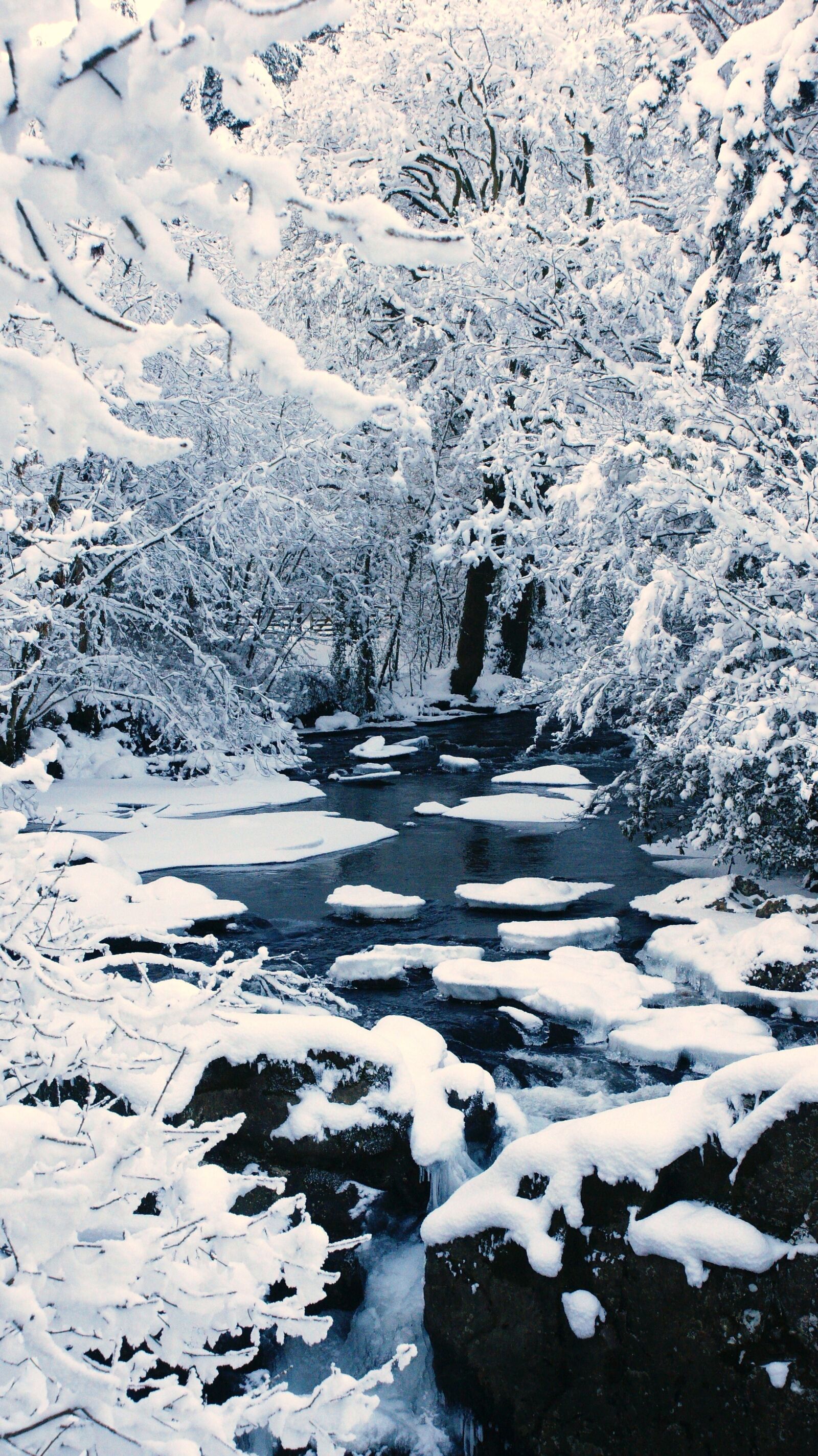 Sony Alpha DSLR-A700 sample photo. Snow, trees, lake photography