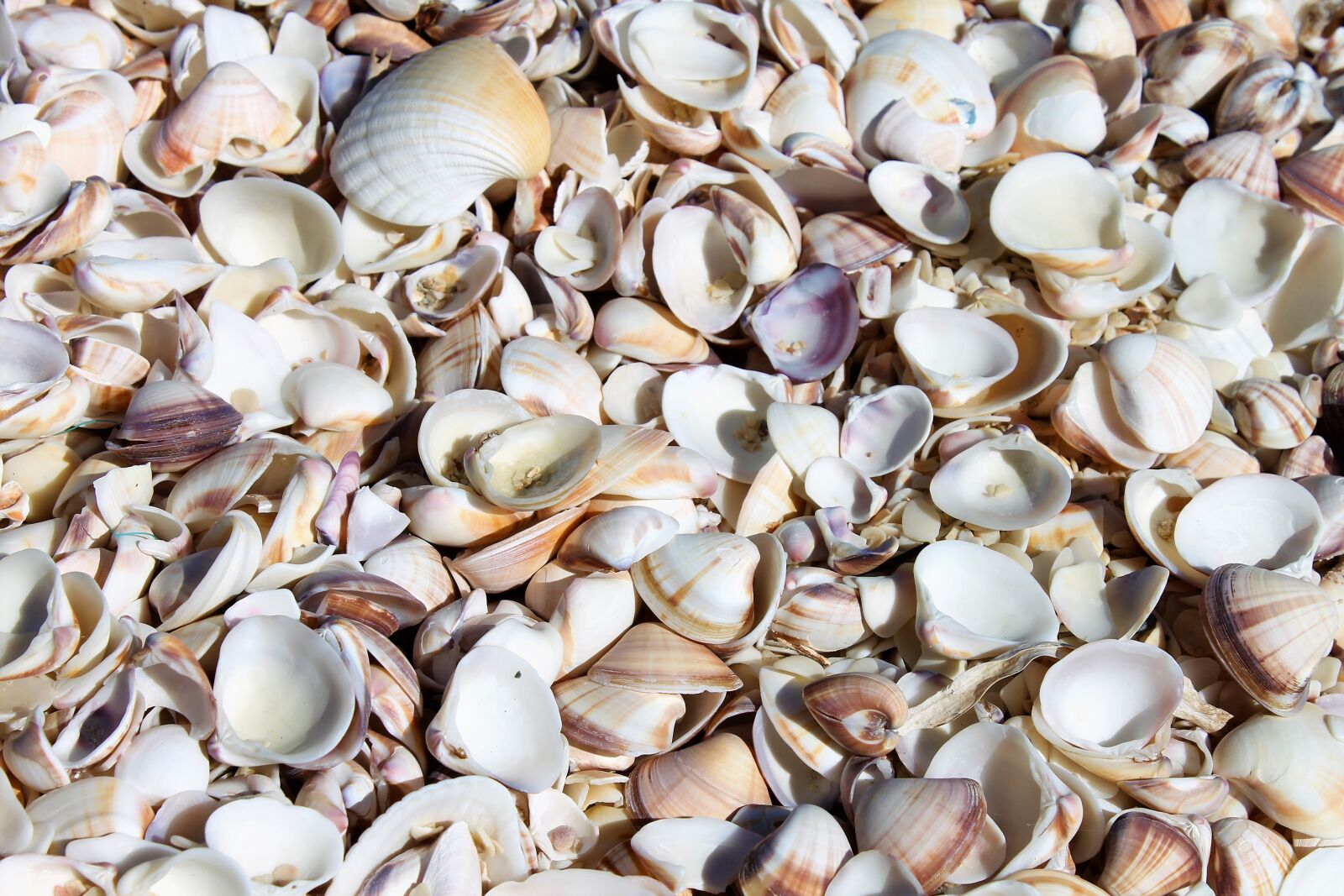 Canon EOS 1100D (EOS Rebel T3 / EOS Kiss X50) sample photo. Venezuela, mussels, beach photography
