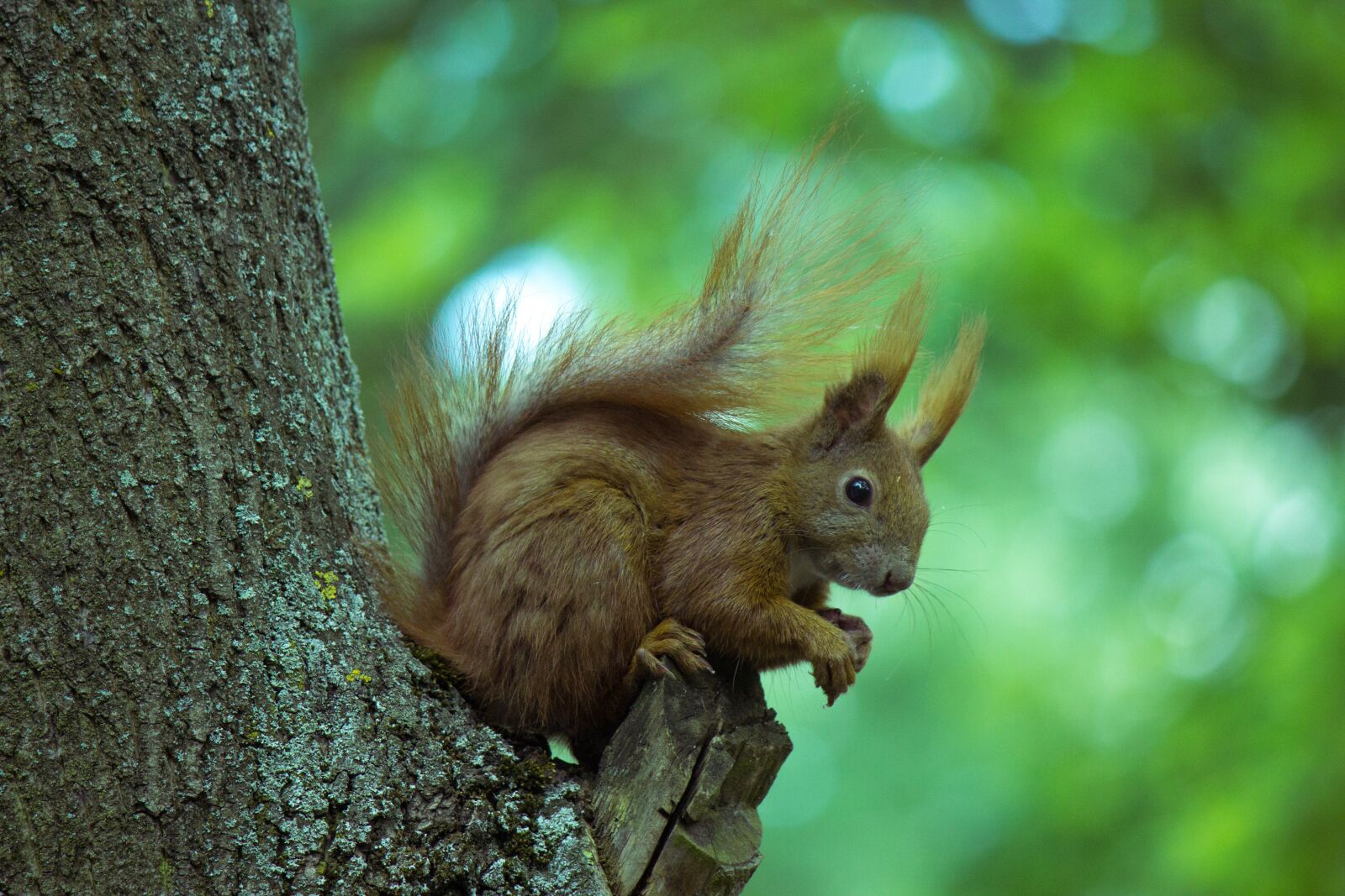 Canon EOS 600D (Rebel EOS T3i / EOS Kiss X5) sample photo. Squirrel, tree, animal photography