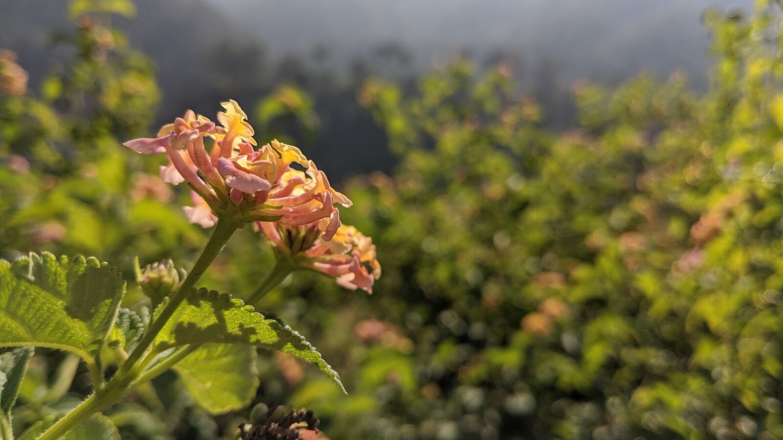 Google Pixel 2 sample photo. Flowers, wildflowers, nature photography