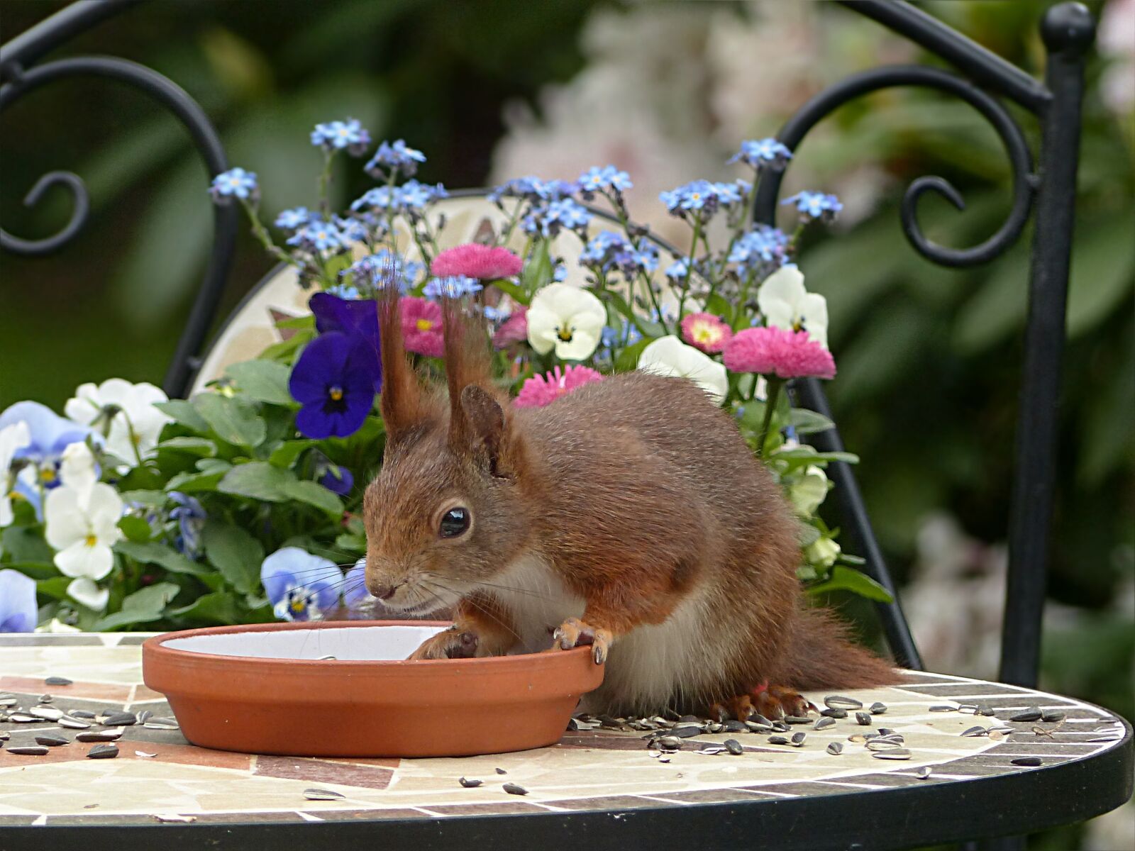 Panasonic Lumix DMC-FZ200 sample photo. Animal, rodent, squirrel photography