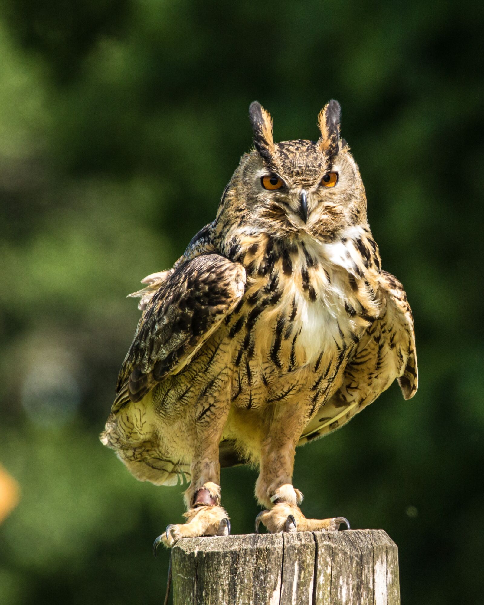 Canon EOS 7D Mark II sample photo. Eurasia eagle owl, eagle-owl photography