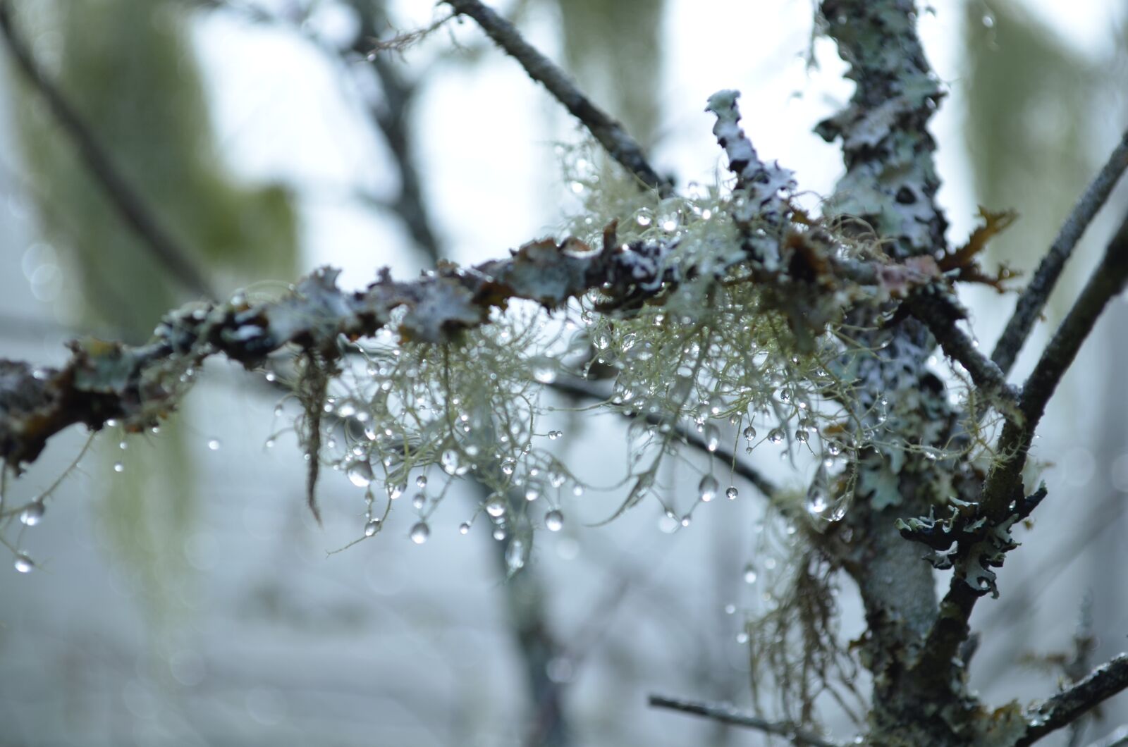 Nikon D5100 sample photo. Moisture, dew drops, water photography