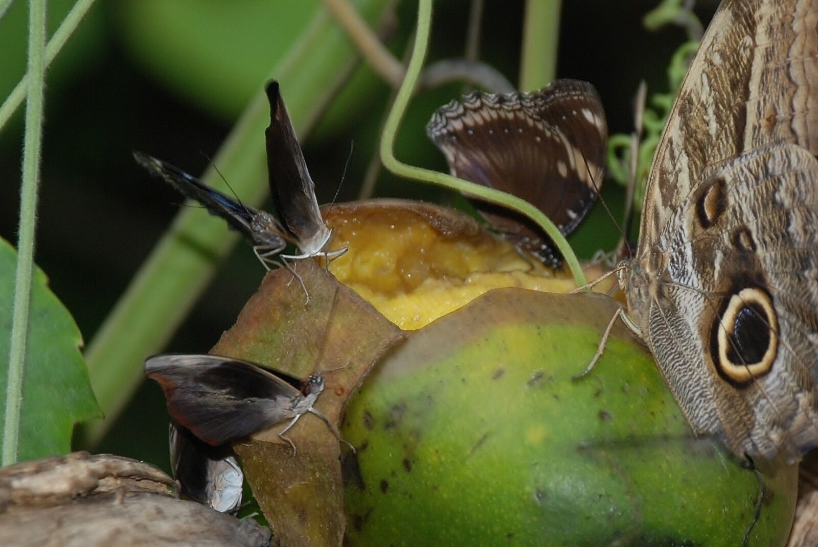 Nikon D80 sample photo. Butterflies, insects, butterfly photography