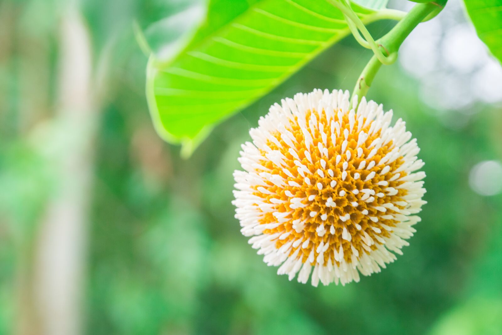 Nikon D5200 sample photo. Flower, blooming, nature photography