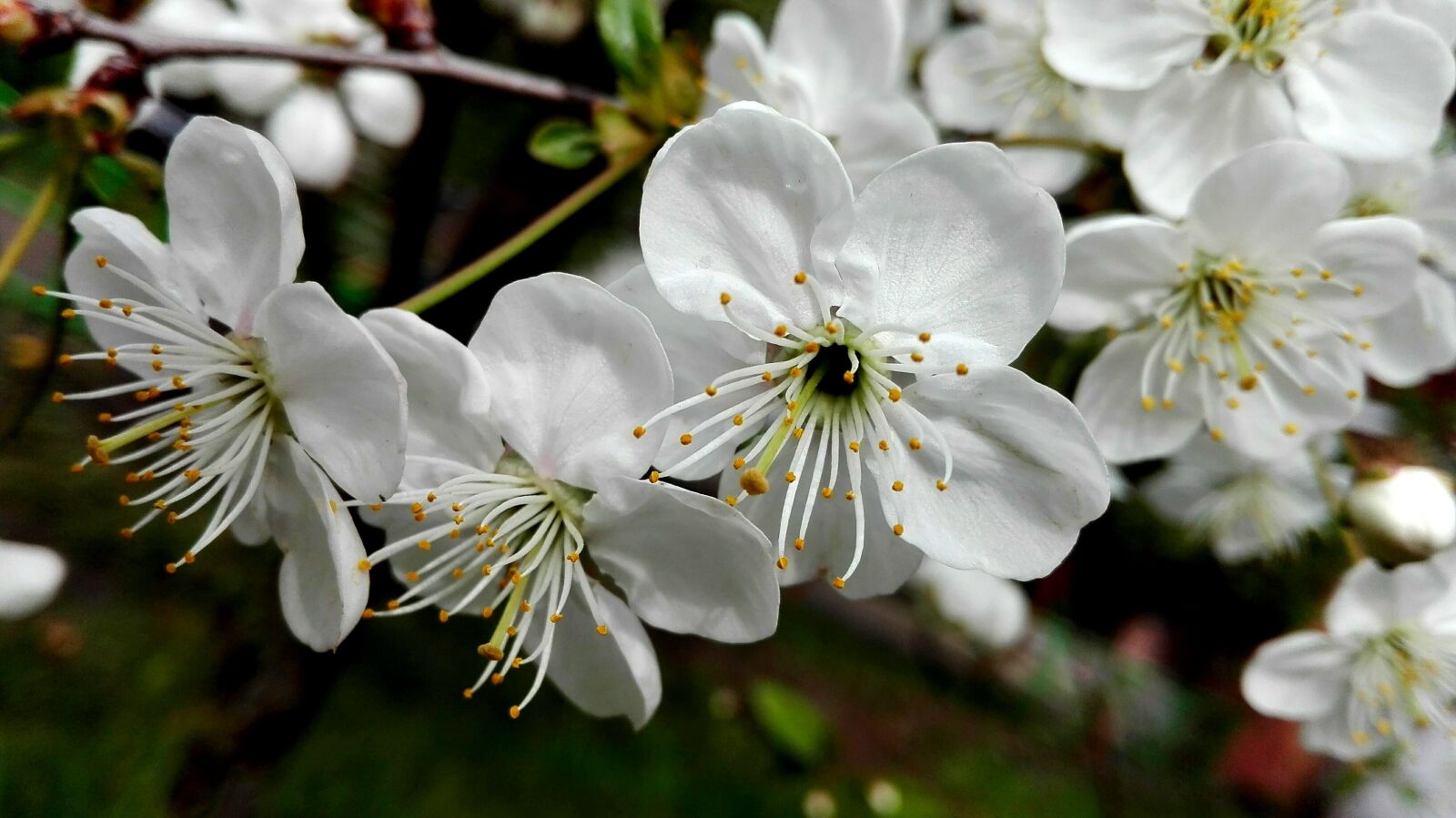 HUAWEI Cherry Mini sample photo. Spring, flowers, trees photography