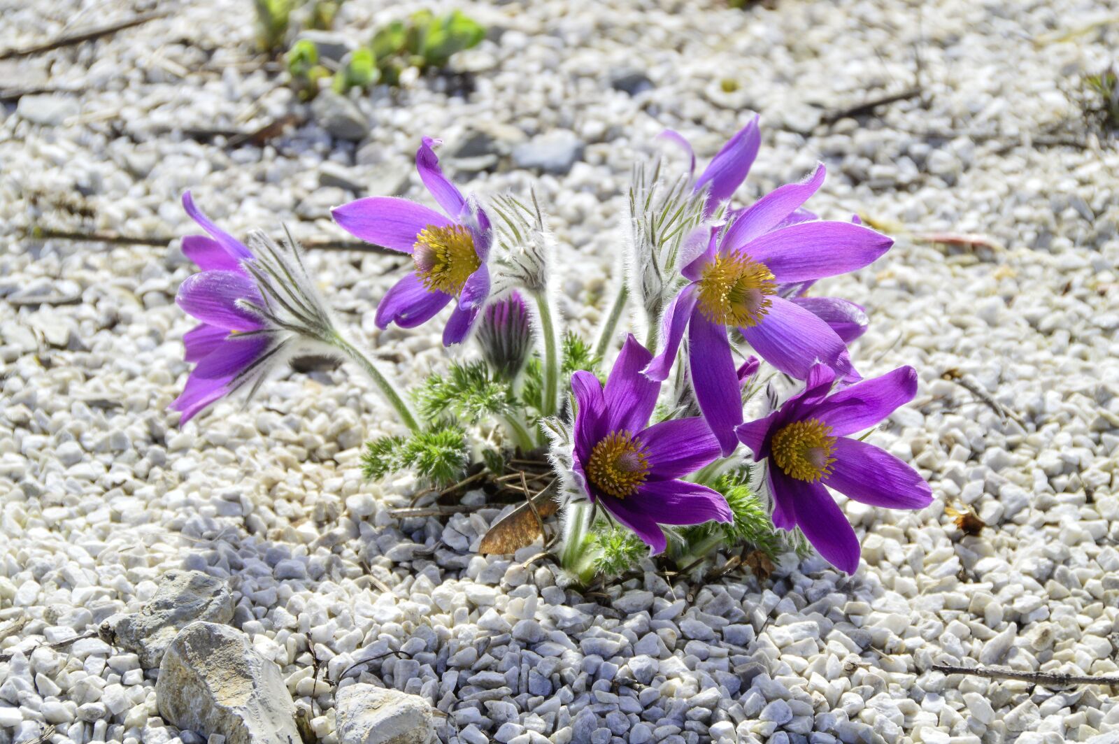 Nikon D3200 sample photo. Flower, nature, plant photography
