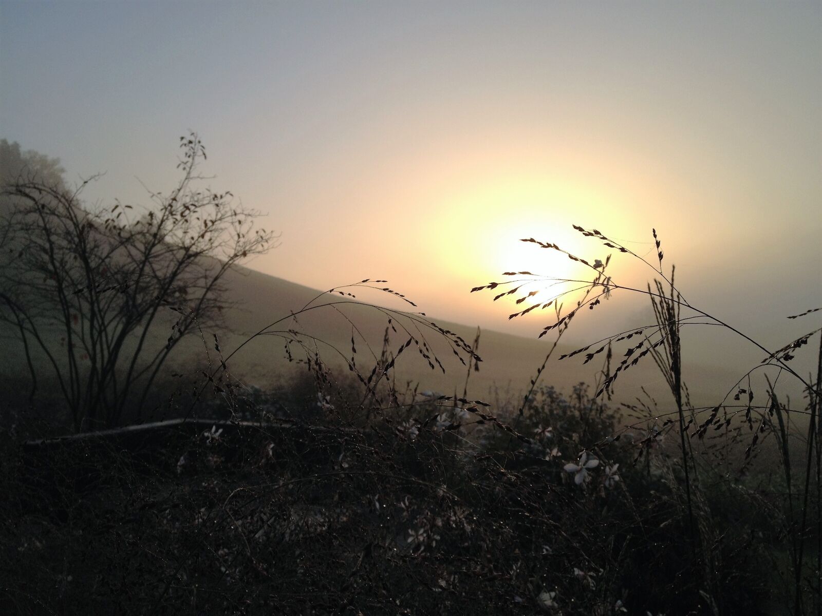 Apple iPhone 4S sample photo. Mood, sunrise, grasses photography