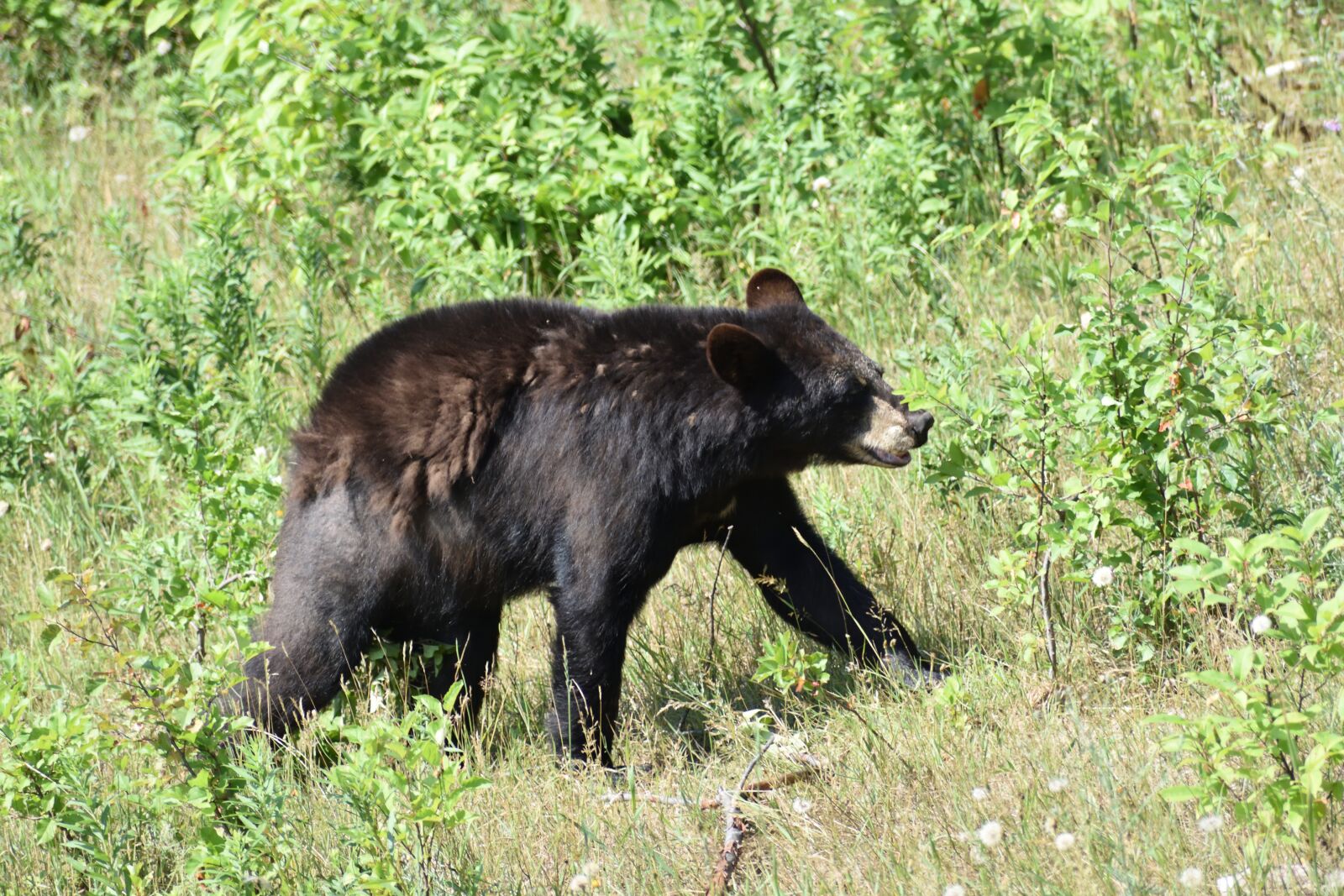 Nikon D3400 sample photo. Bear, black bear, animal photography