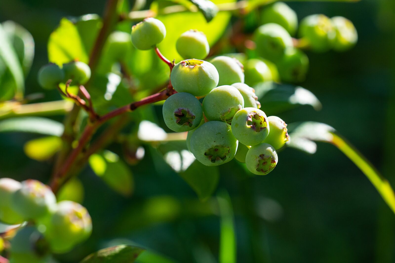 Nikon D7100 sample photo. Blueberries, green, immature photography